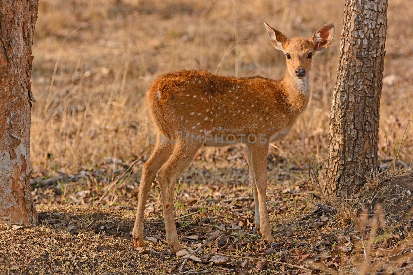 Young Spotted Deer in the Forest in Nagarhole National Park in India