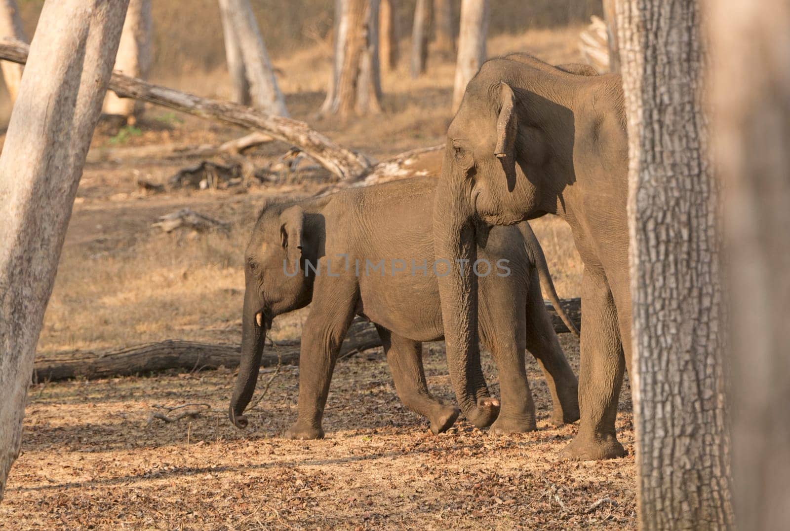 Mother and Baby Elephant in the Forest in Nagarhole National Park in India