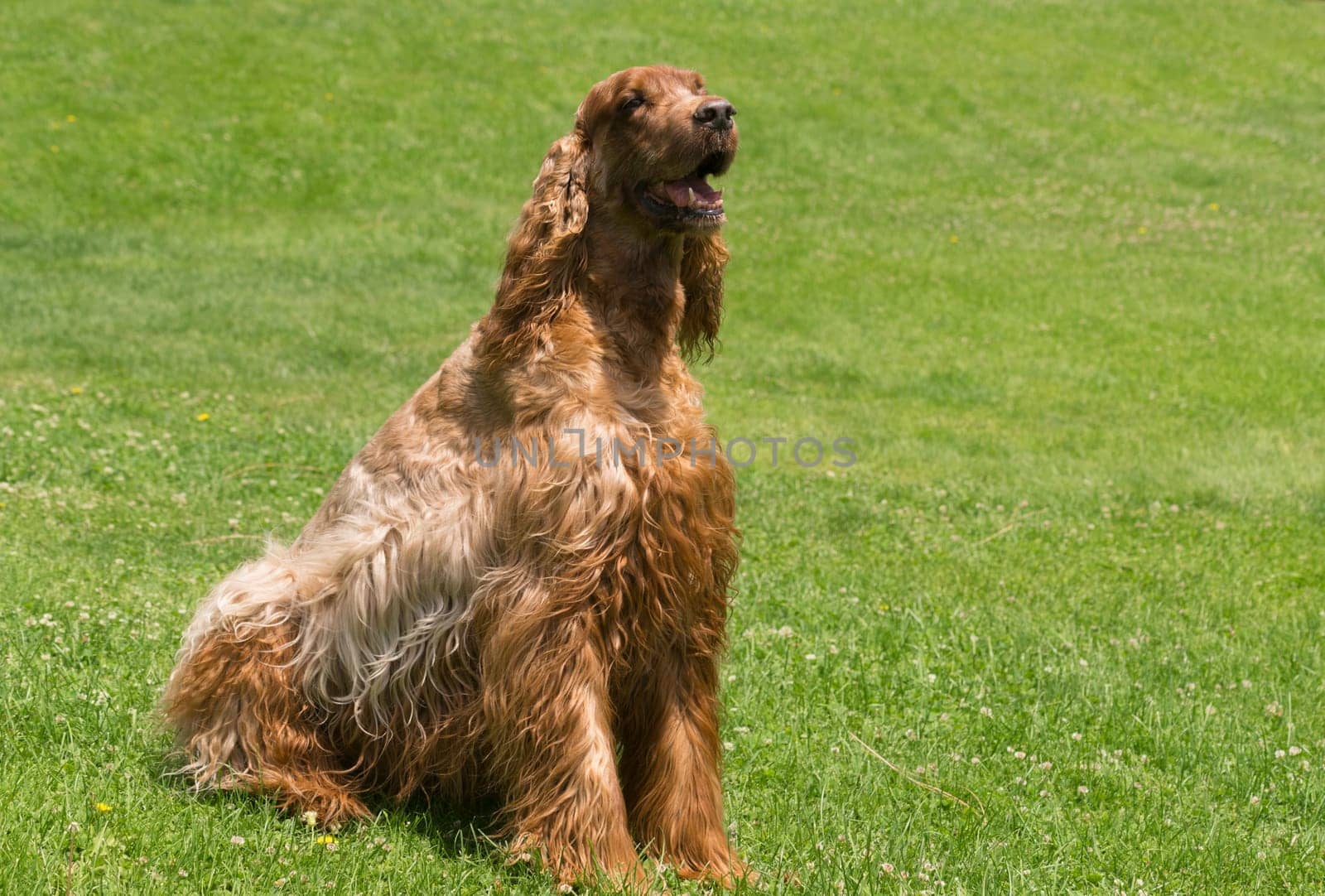 This Irish Setter takes in the sun at a local park