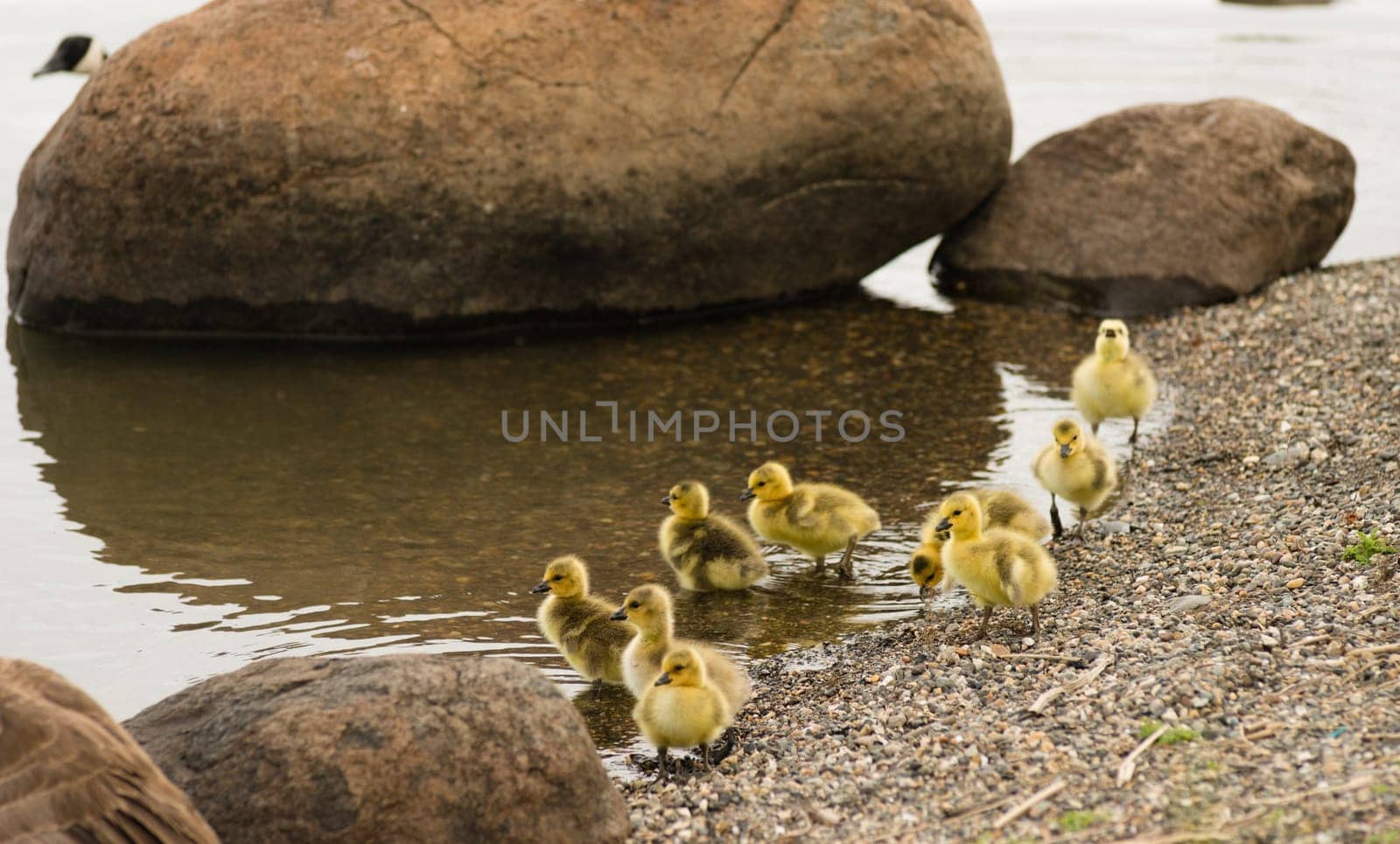 Goose mother seperated from Chicks Babies for a minute