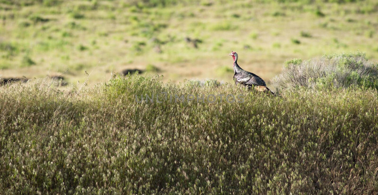 A male turkey seperated from his hens looks for them in the brush