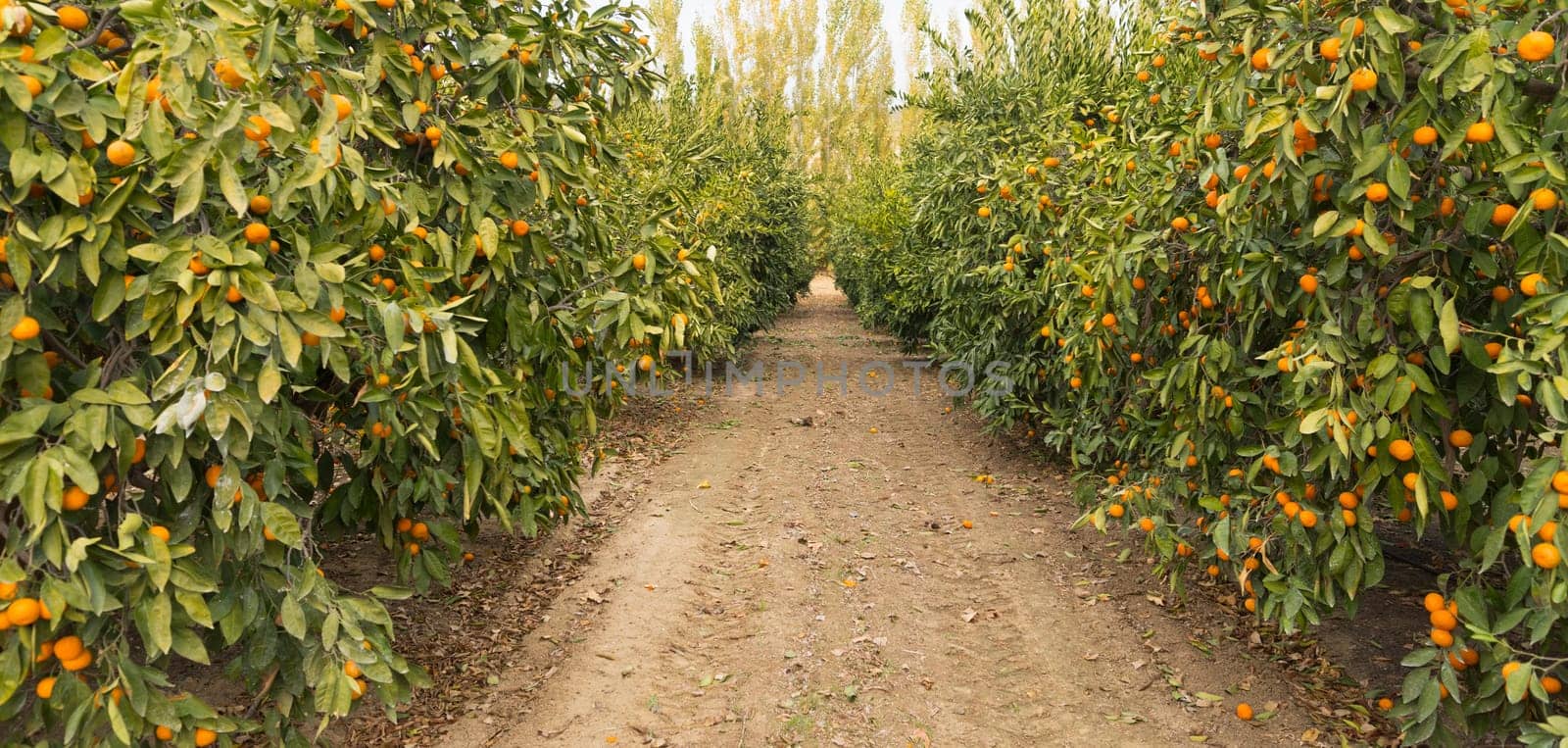 Looking down the path between trees in a productive orange grove