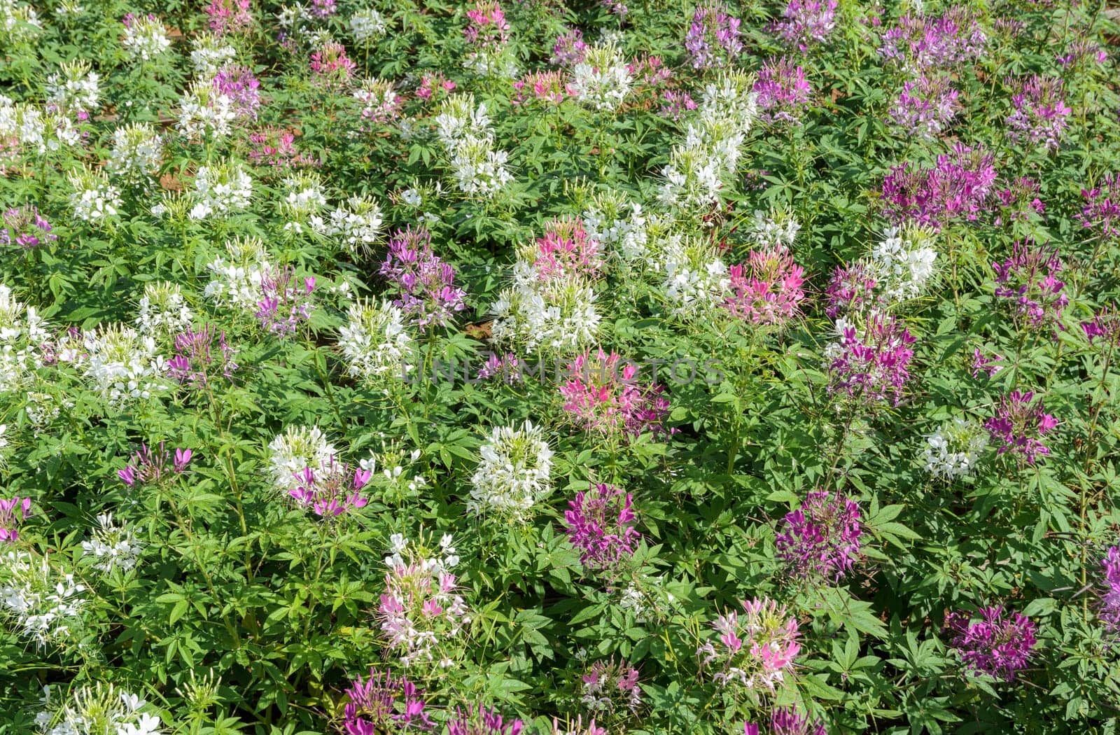 Pink and white Spider flower field