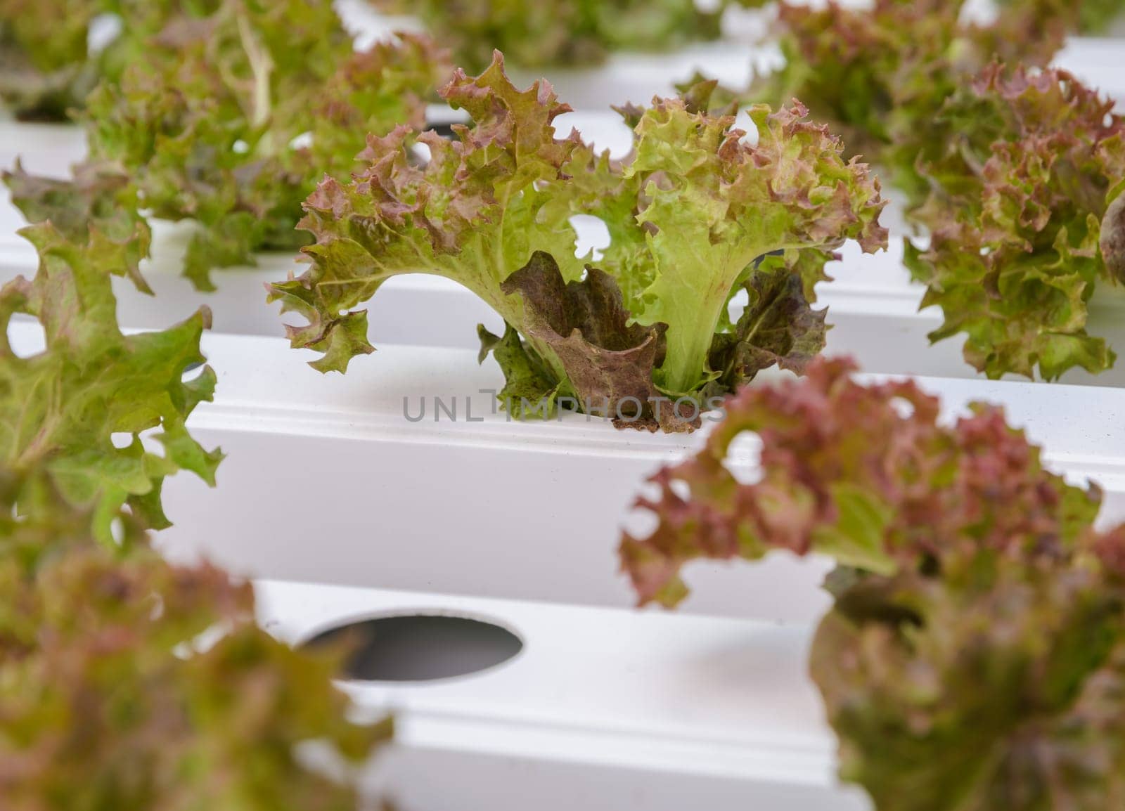 Hydroponic red coral leaf lettuce vegetables plantation in aquaponics system