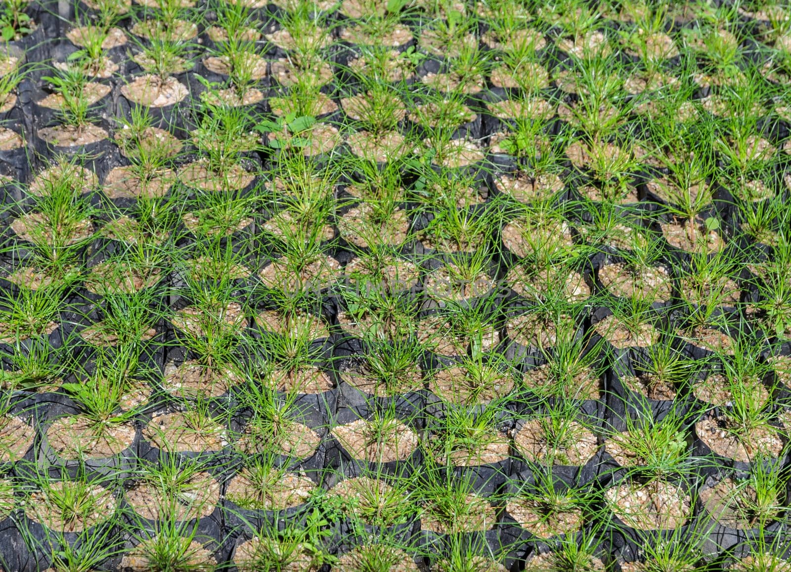 Pine tree nursery for reforestation