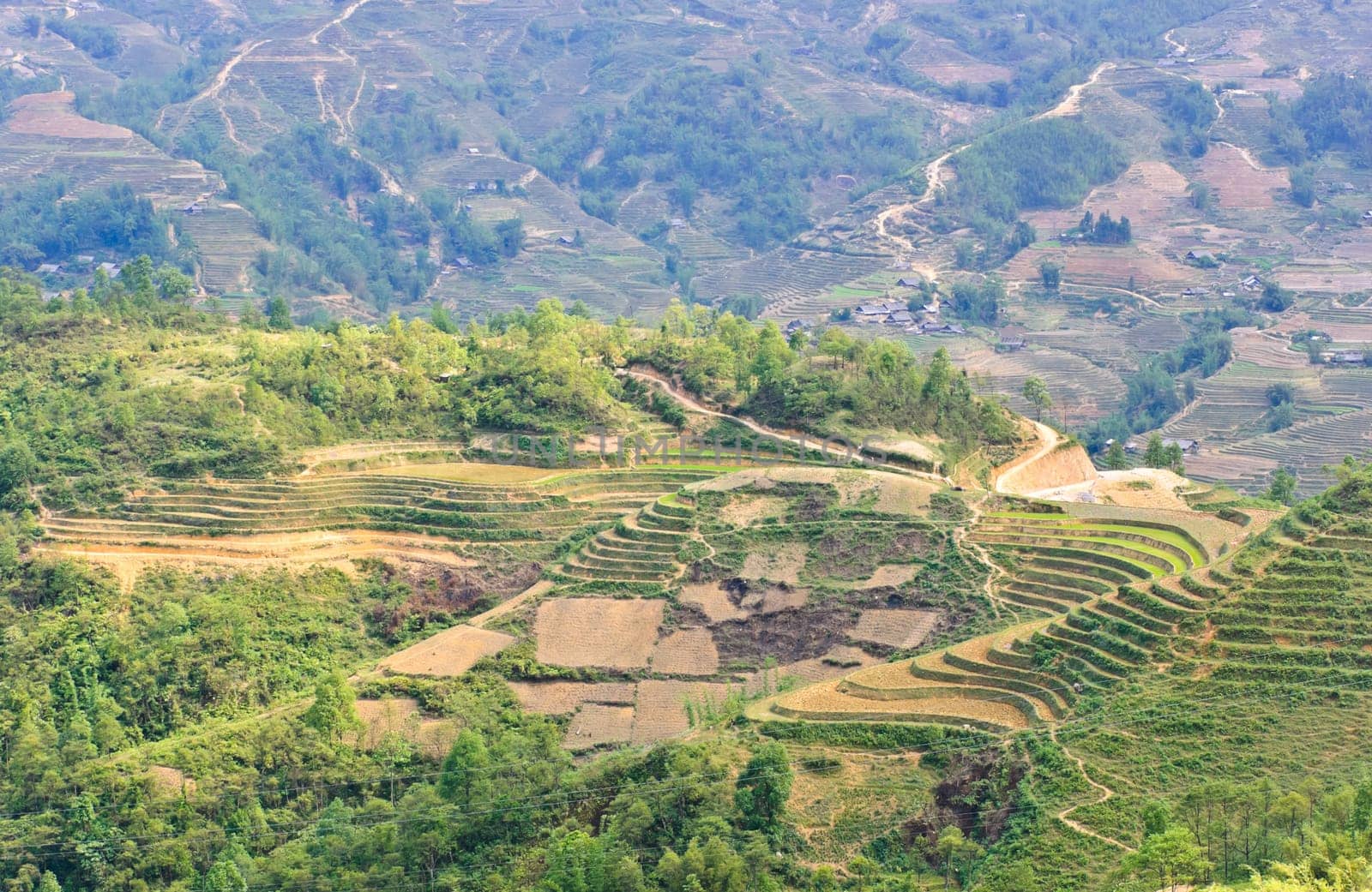 Green rice terraced in Sapa, Vietnam