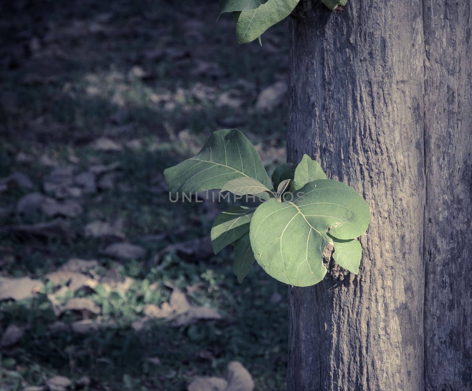 New growth green leaves sprouting out of trunk of tree. Retro filtered effect image