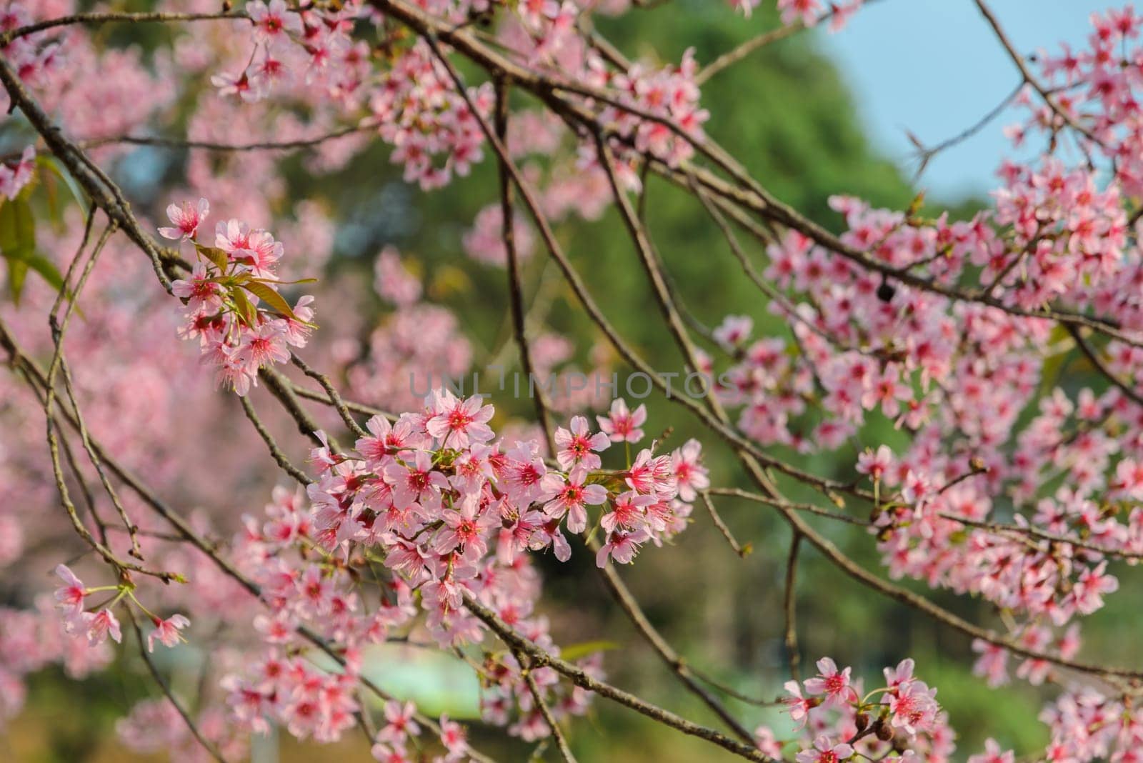Close-up of Wild Himalayan cherry