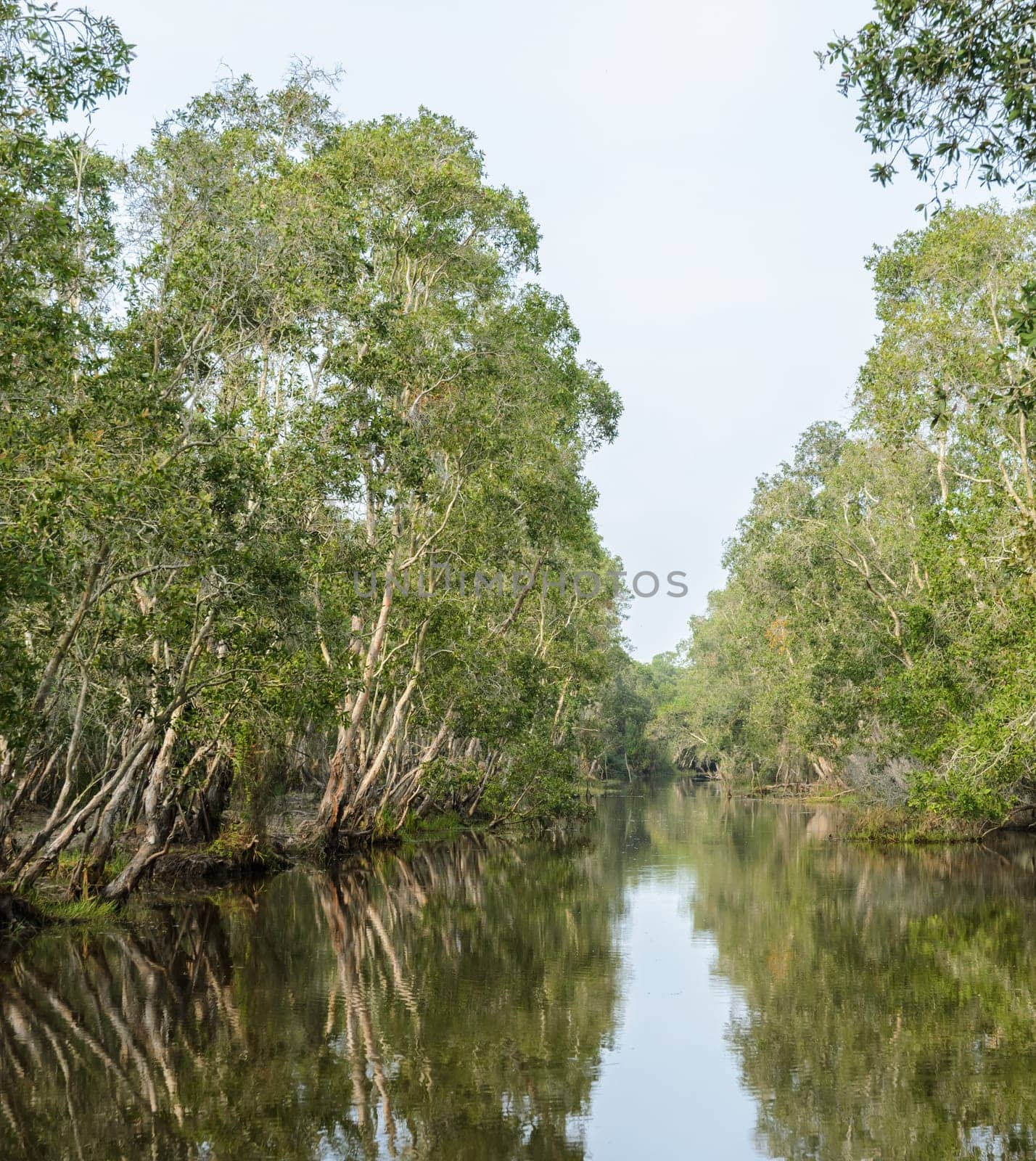 Beautiful green nature view of white samet tree with reflection at Talay-Noi Wetland in Phattalung province ,Thailand