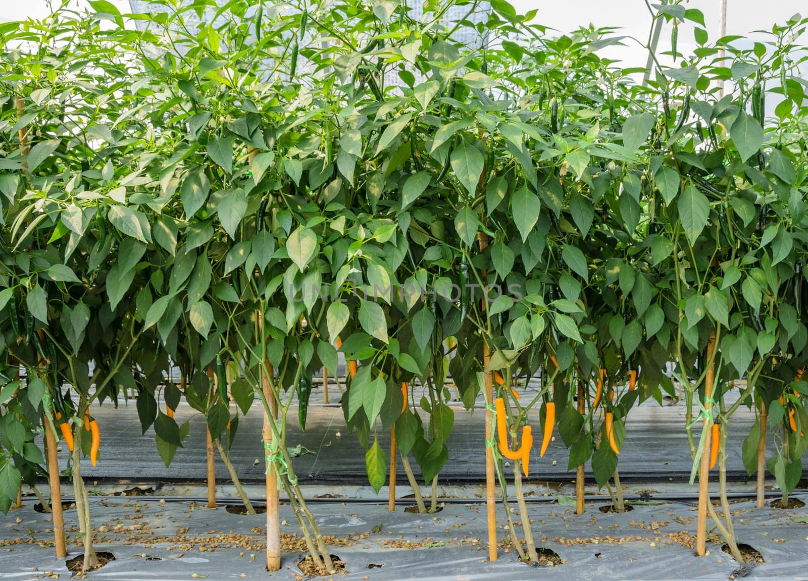 Chili pepper plantation with plastic film placed over the ground