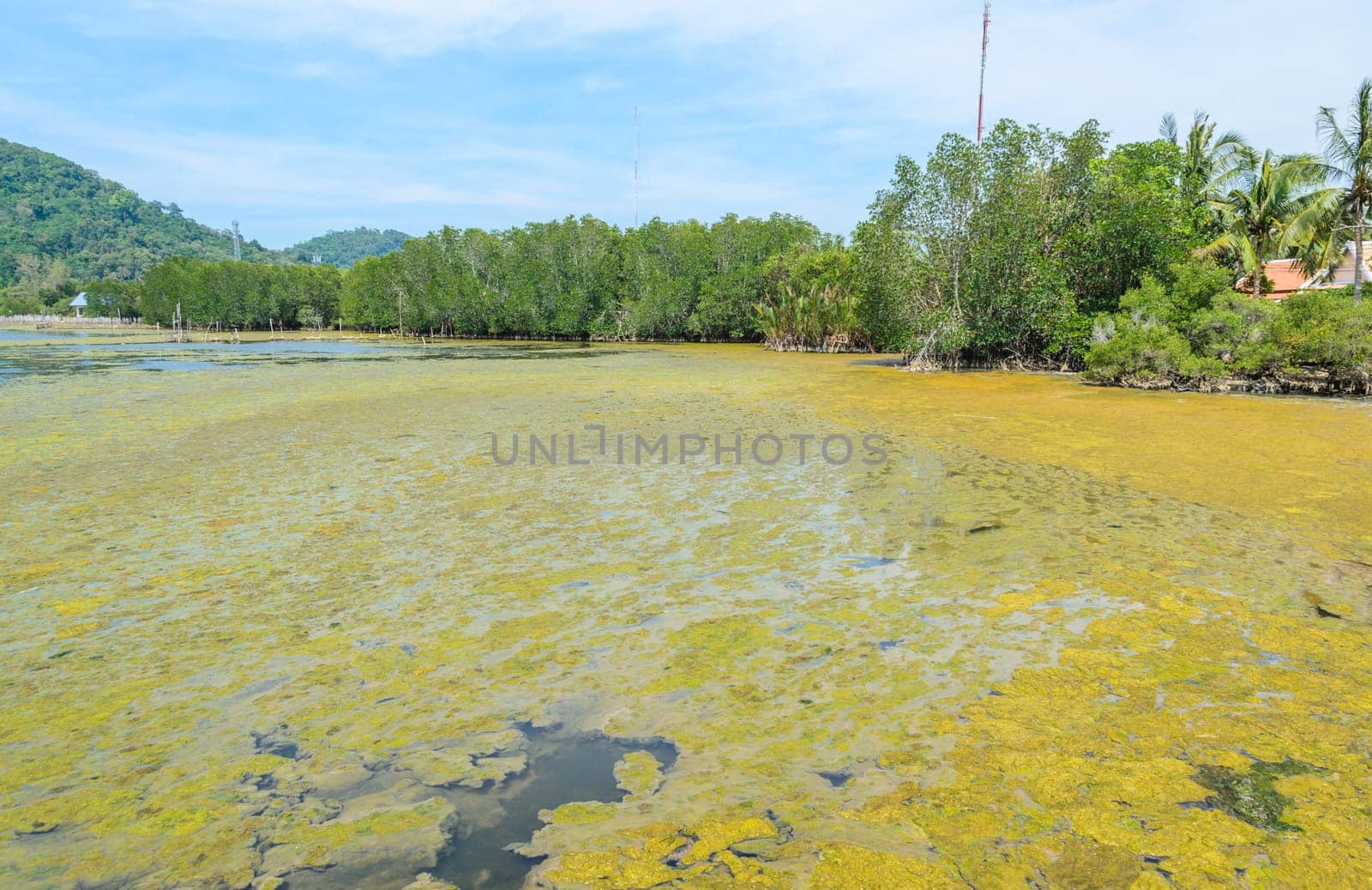 Algal bloom in a tropical ocean and mangrove forest, Thailand