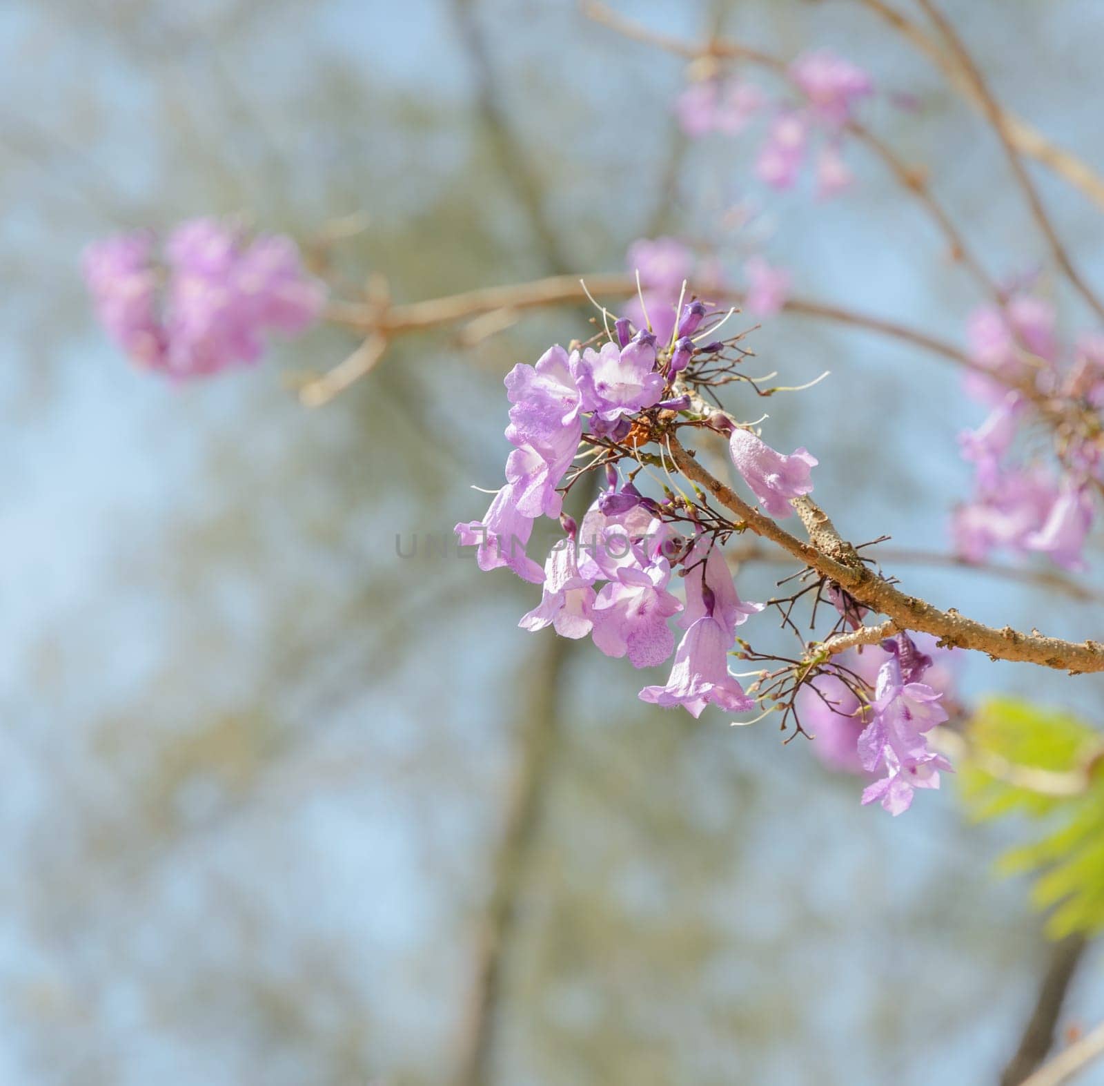 Jacaranda tree with a bunch of purple flower on blue sky background