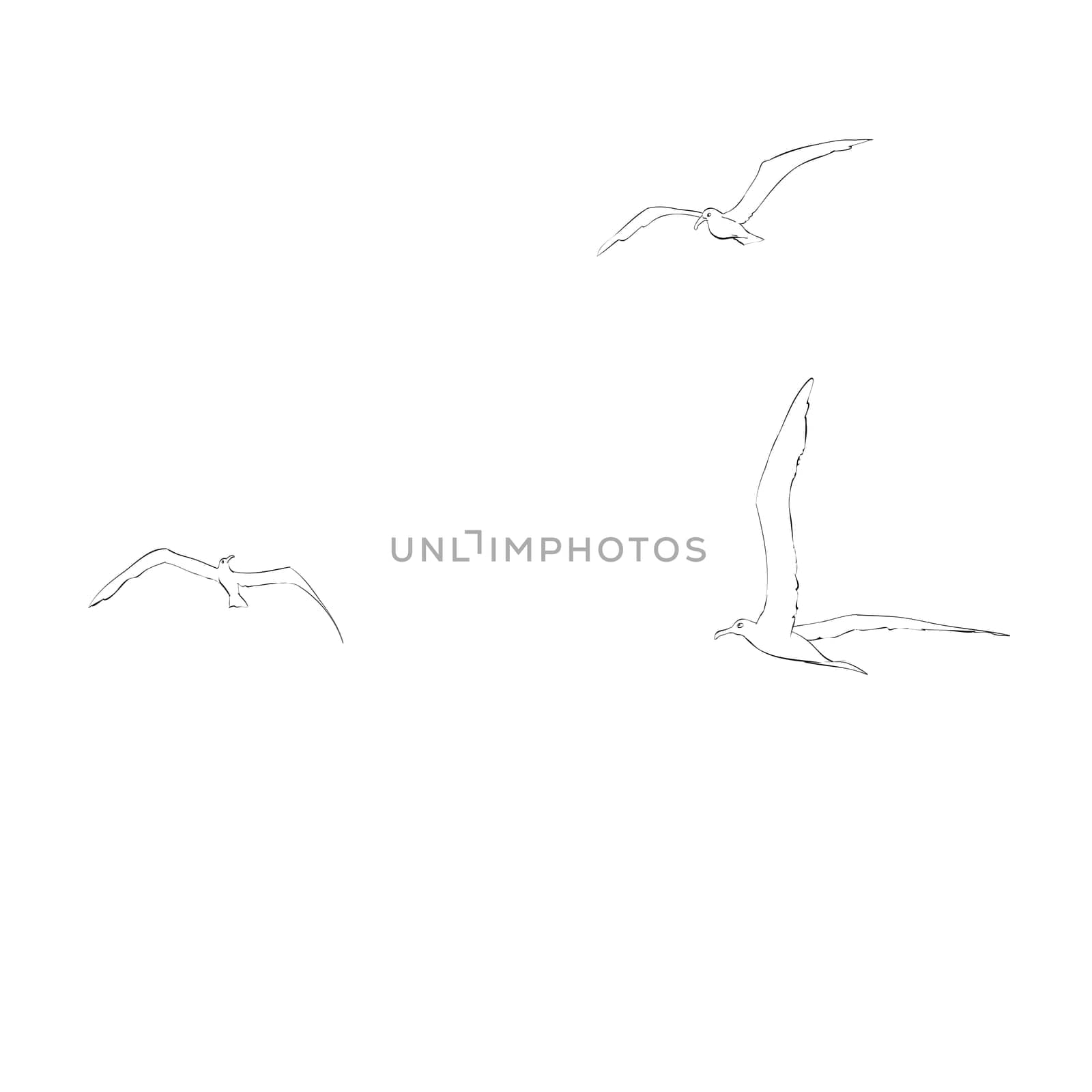 Sea gulls soar in the sky. line art vector illustration. Birds and animals