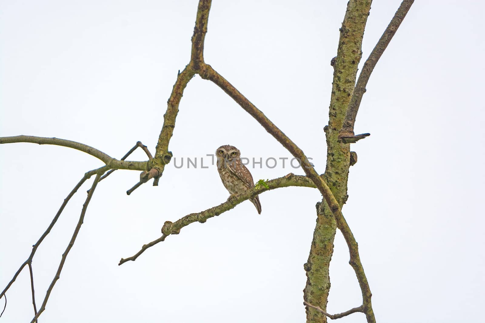 Spotted Owlet in a Tree in Kaziranga National Park in India