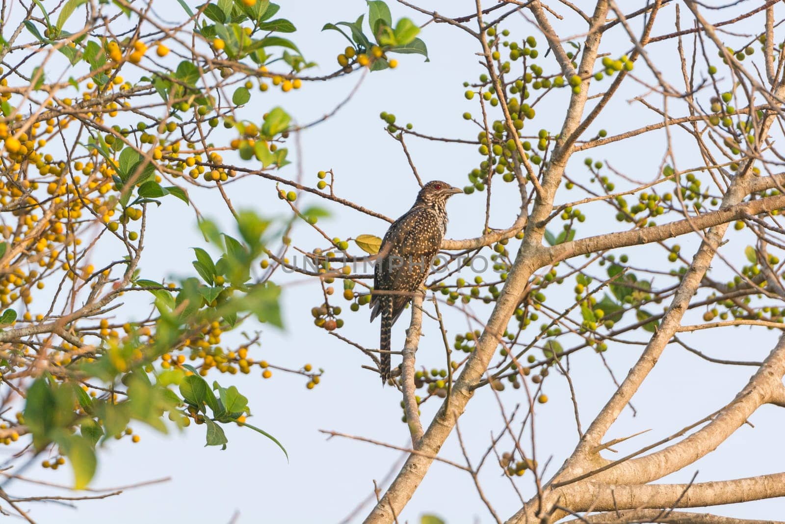 Asian Koel in a Tree near Nagarhole National Park in India
