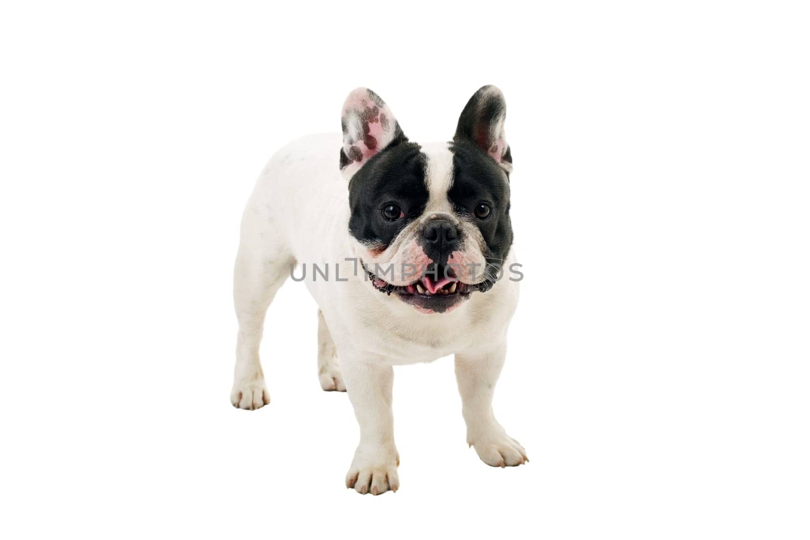 French Bulldog puppy posing isolated over a white background