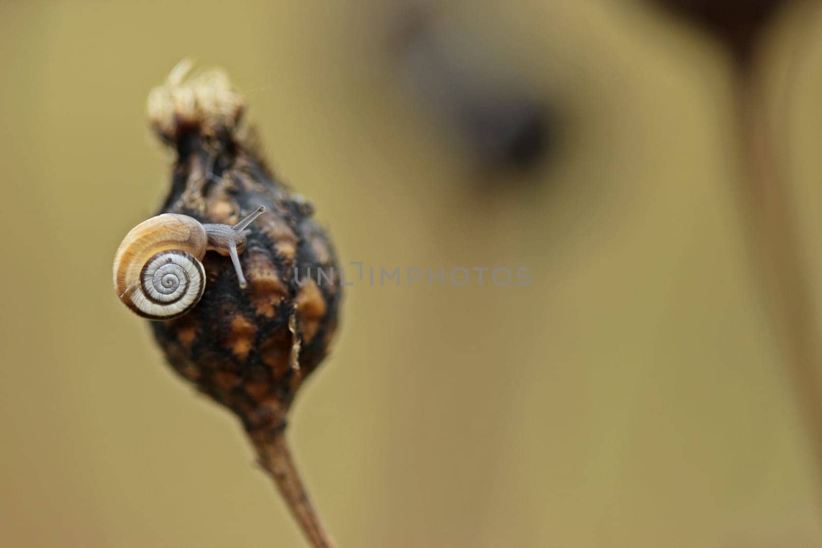 Young western heather snail (Helicella itala) on seed level of the scabiosa flake flower (Centaurea scabiosa) in autumn