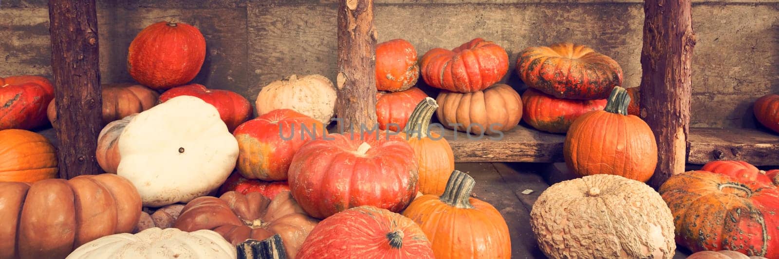 Assortment of pumpkins