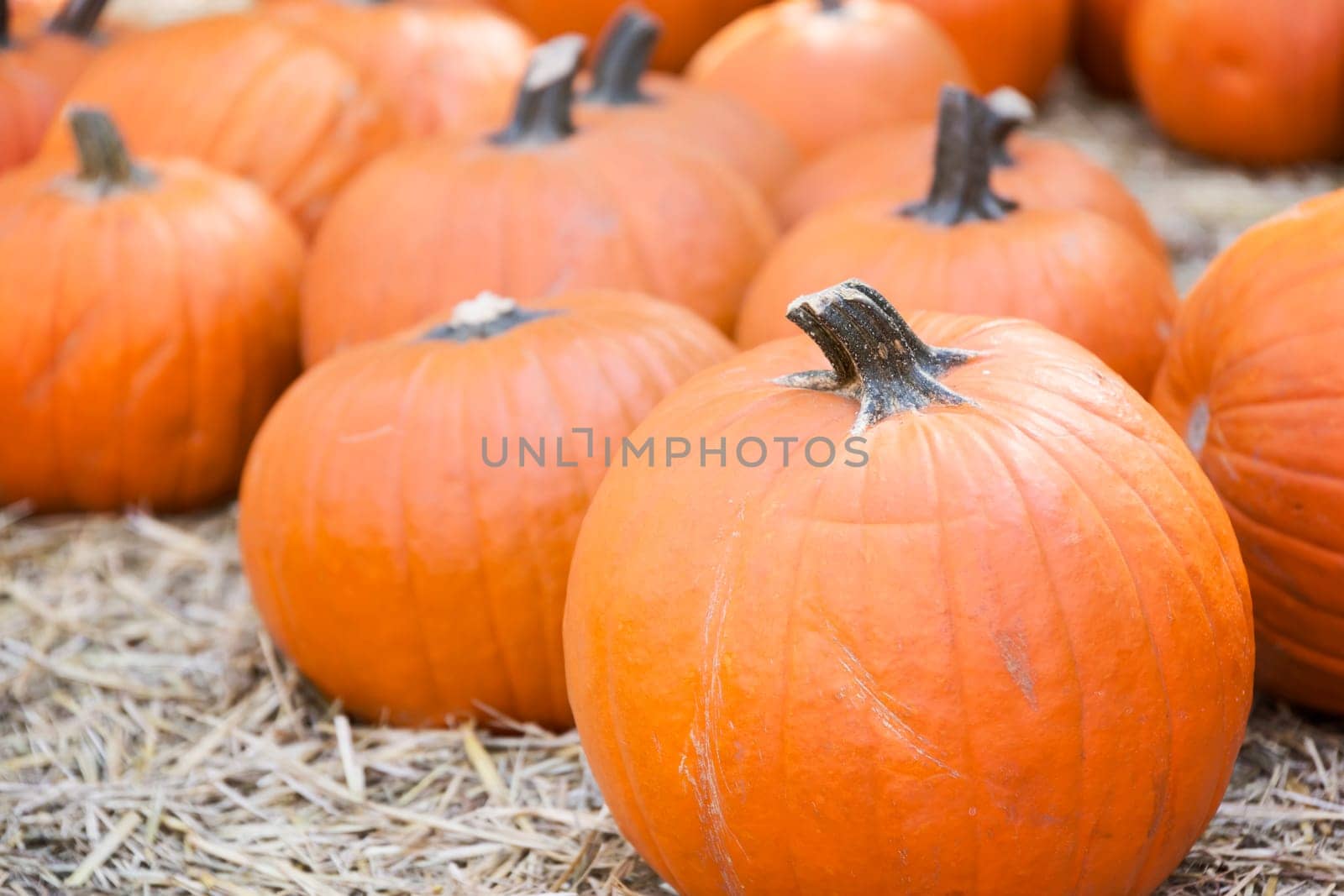 Pumpkins on hay