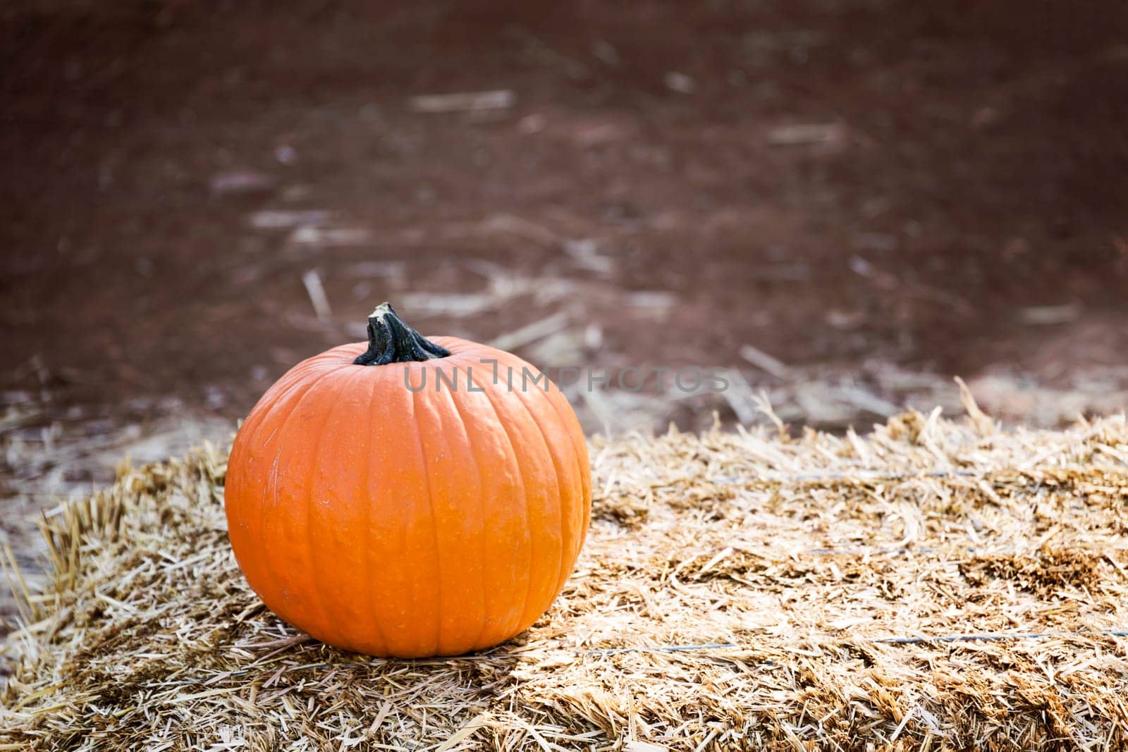Large pumpkin background