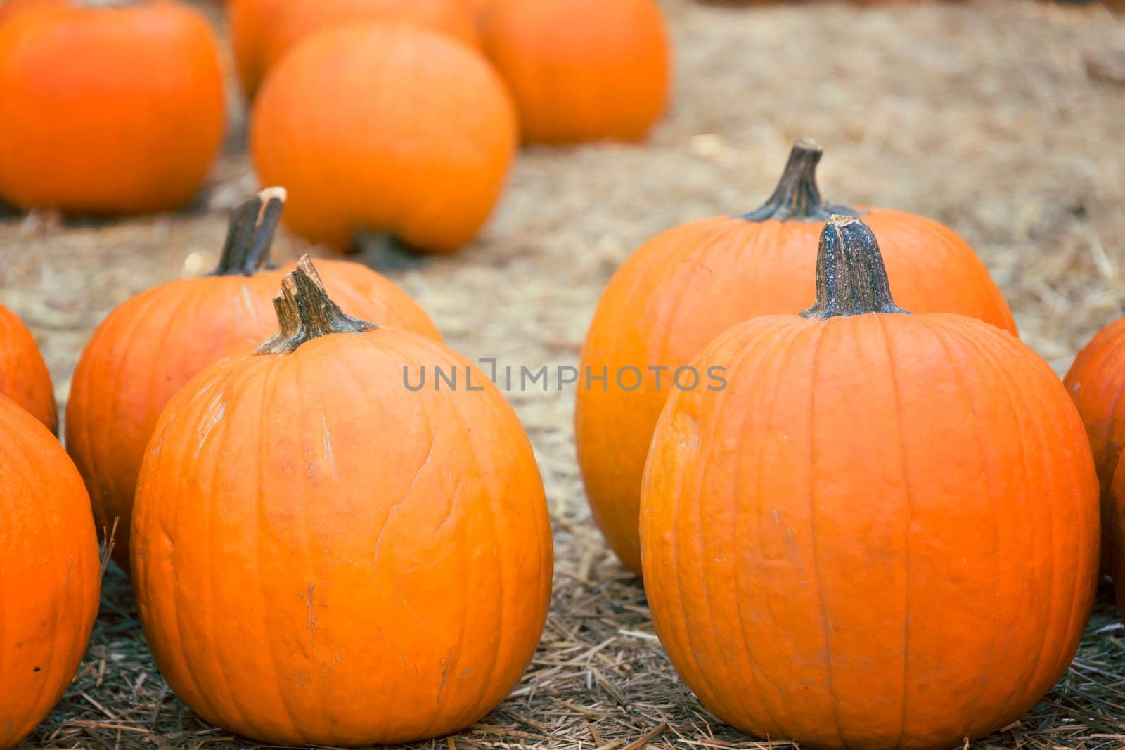 Pumpkins on hay