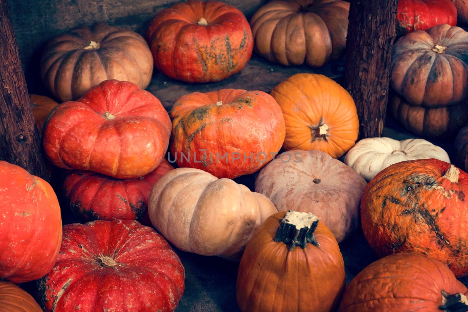 Assortment of pumpkins