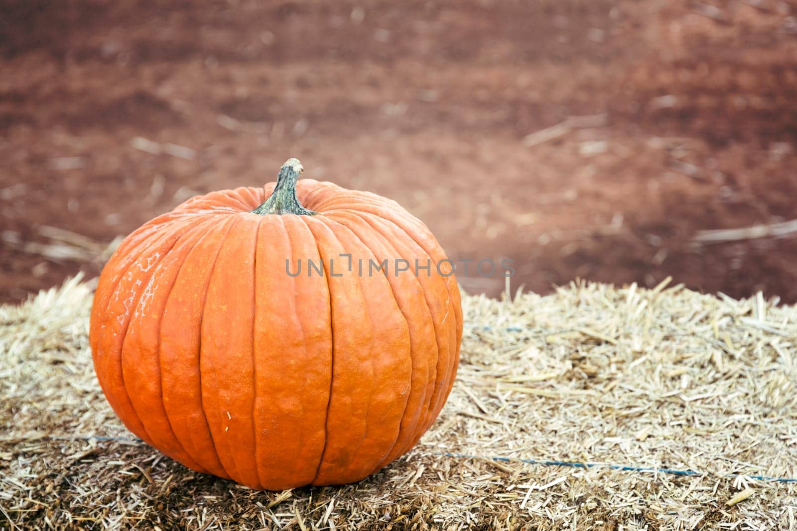 Large pumpkin background