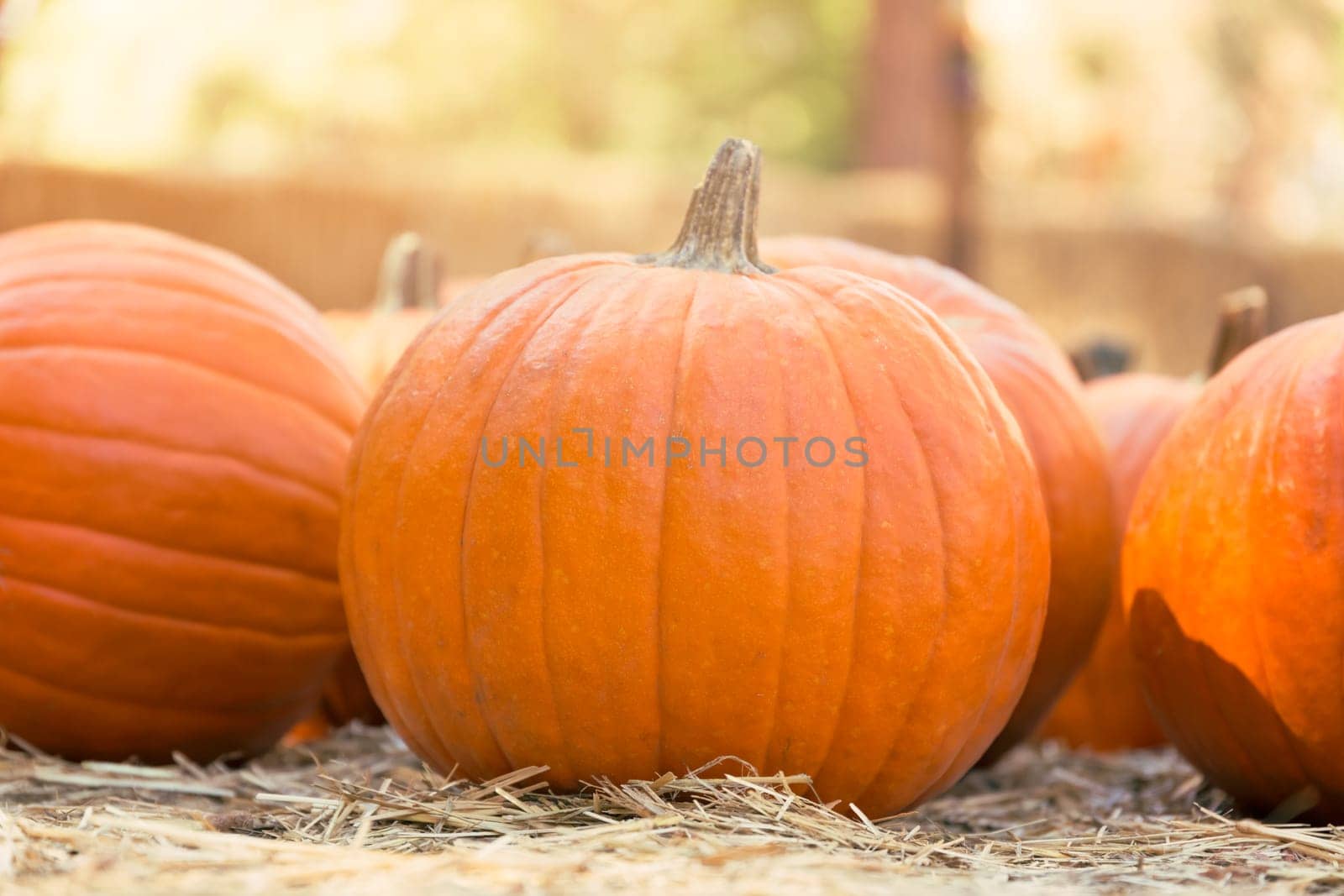 Pumpkins on hay