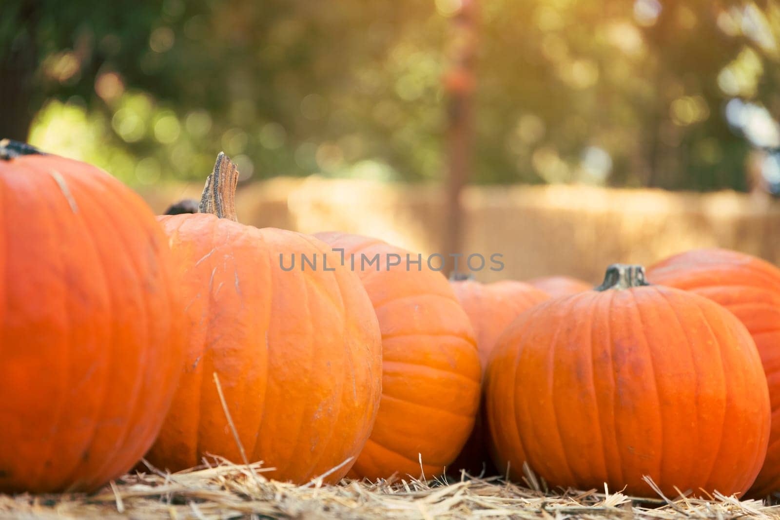 Pumpkins on hay