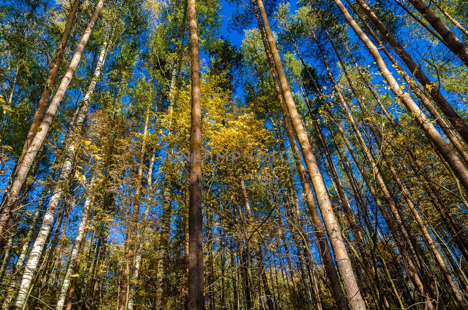 Golden autumn in the month of October in a beautiful forest