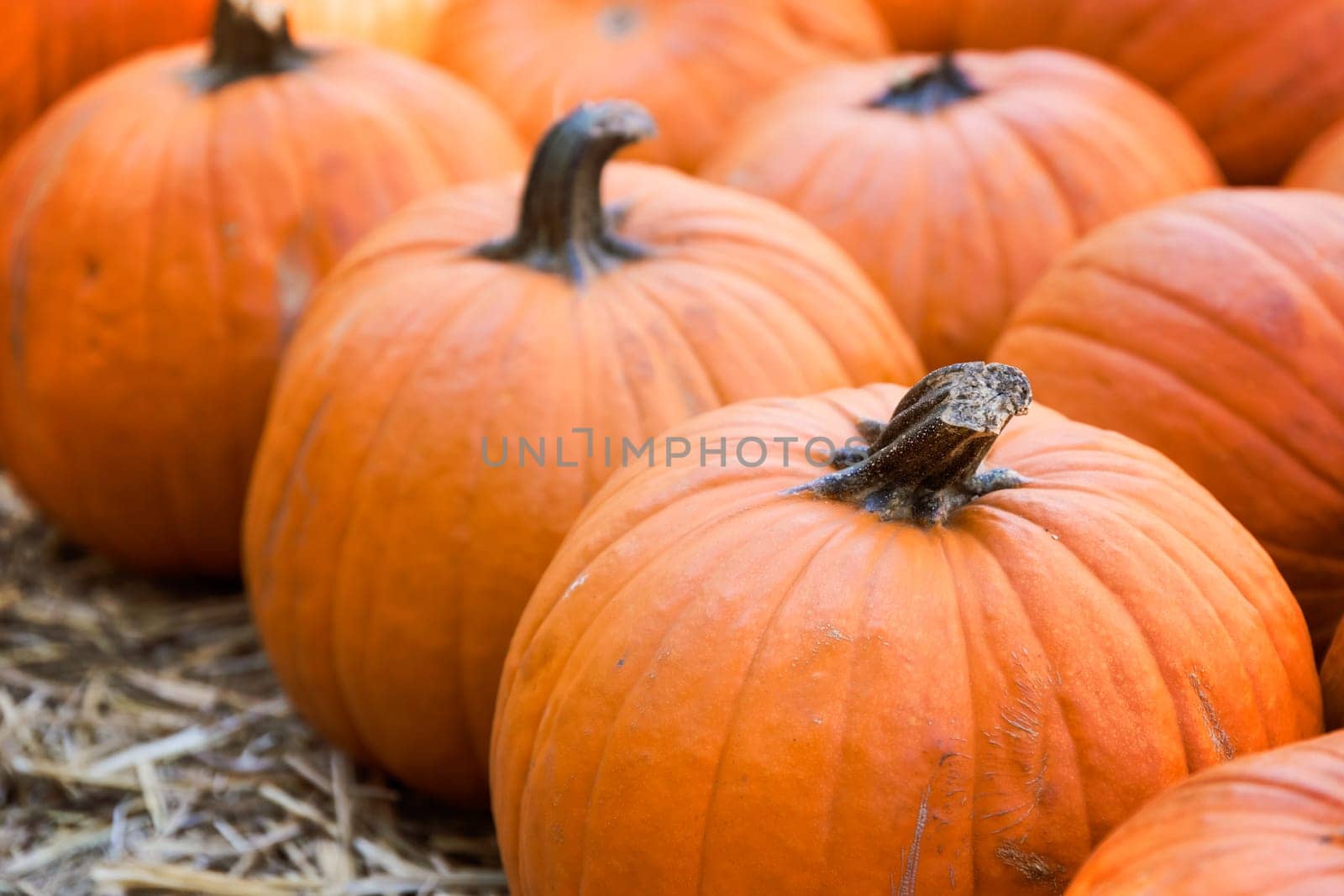 Pumpkins on hay