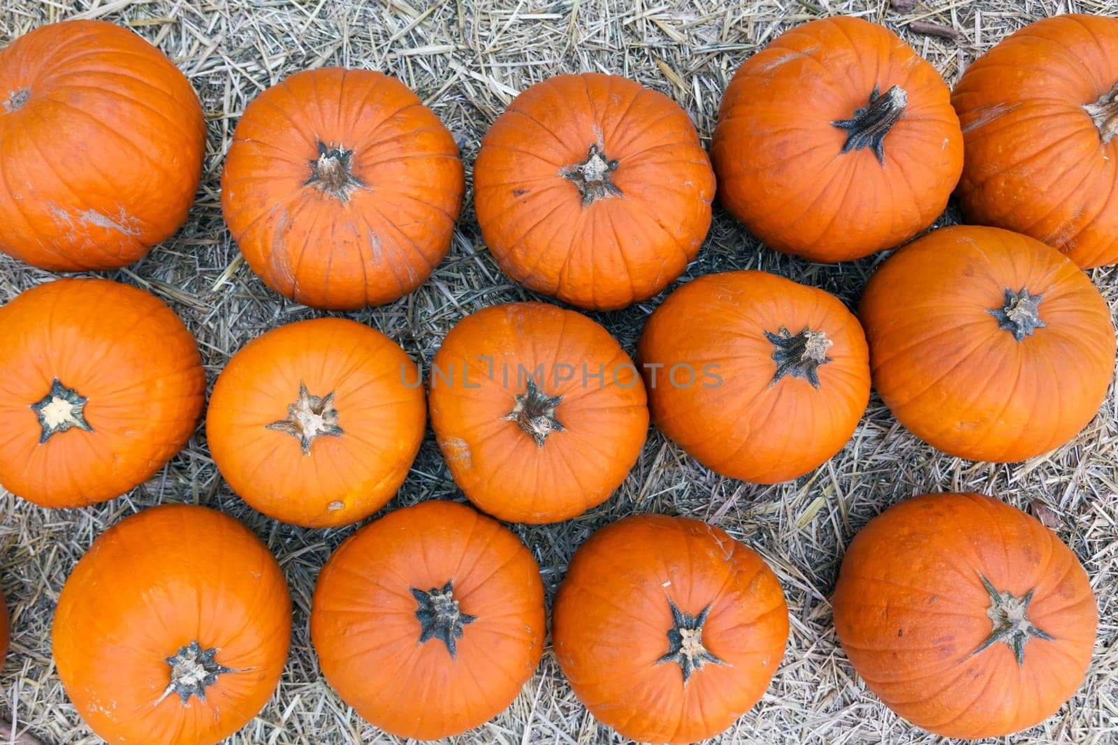 Pumpkins on hay