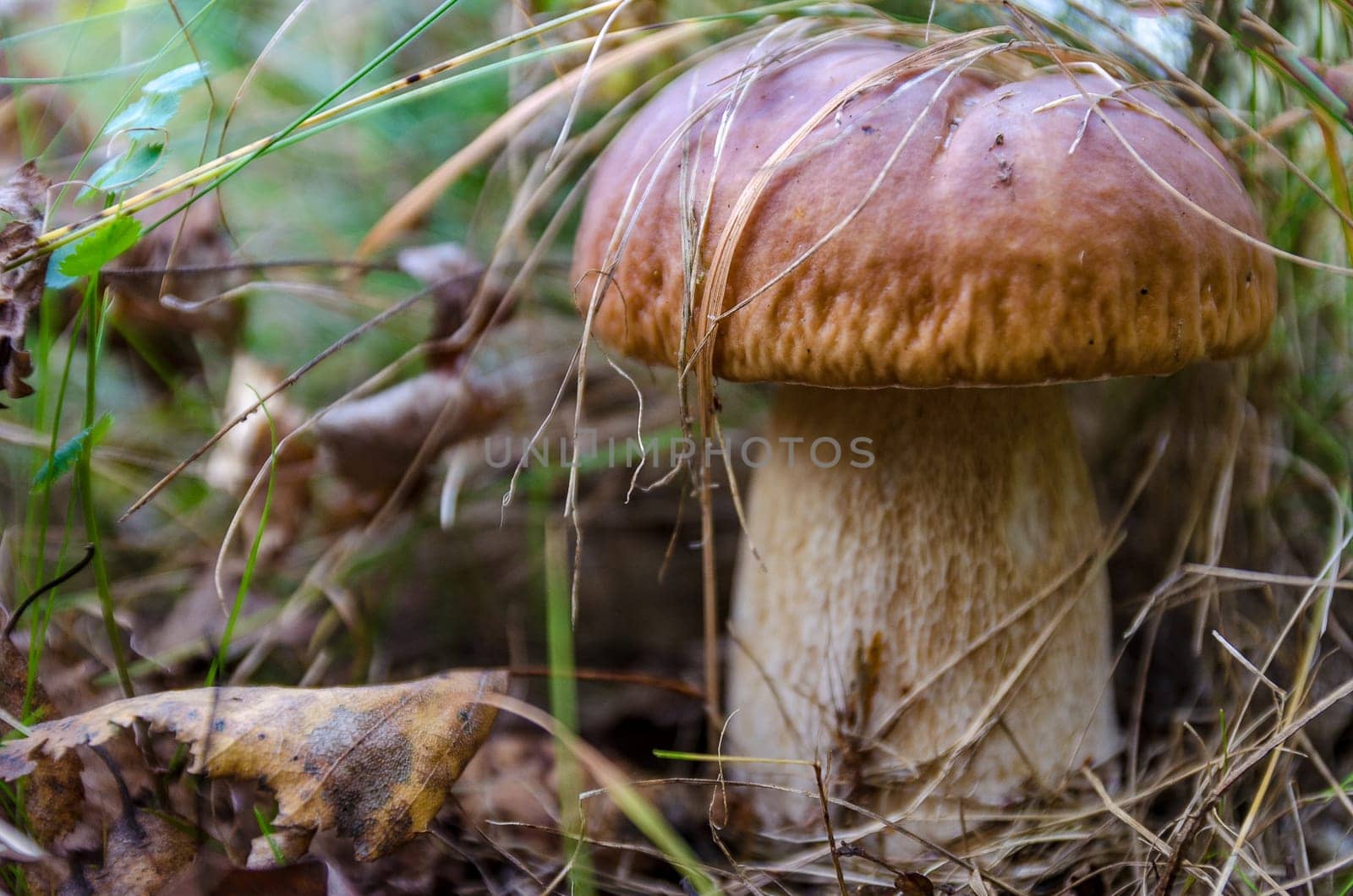 Golden autumn in the month of October in a beautiful forest