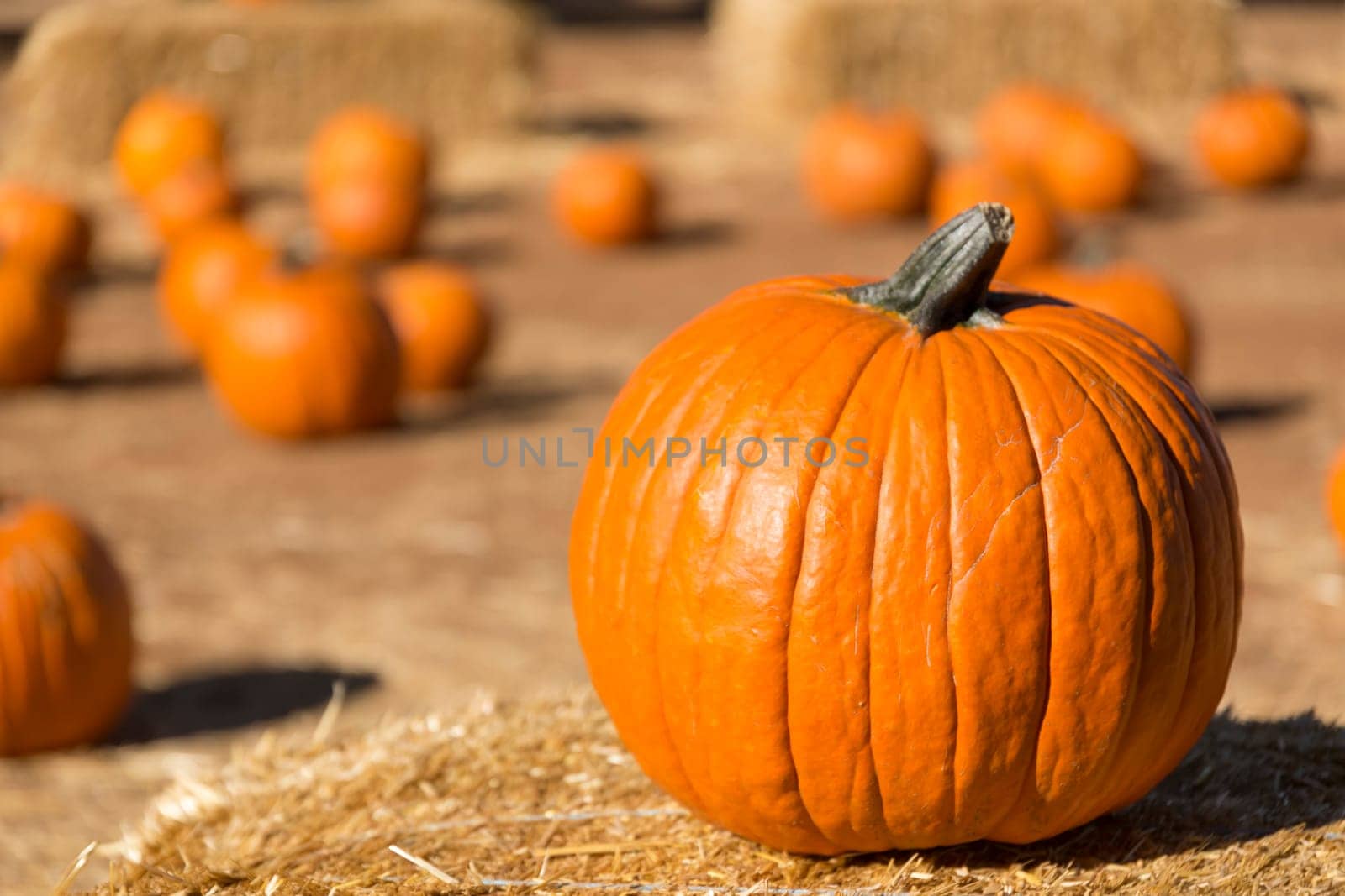Pumpkins on hay