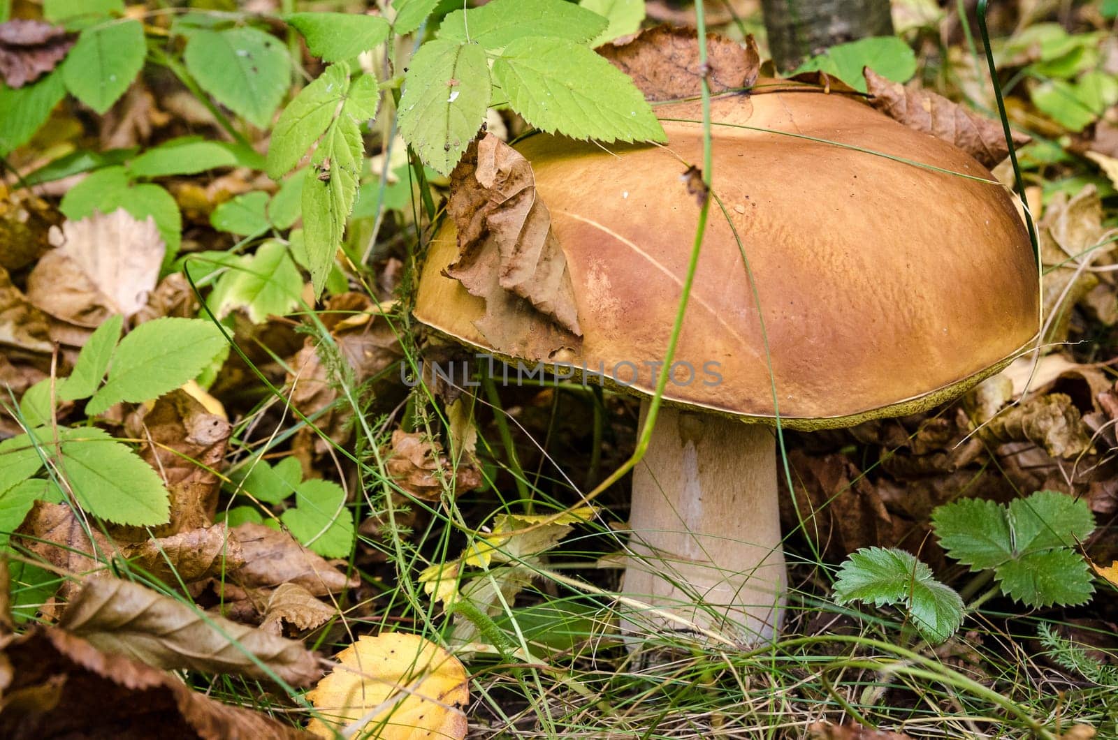 Golden autumn in the month of October in a beautiful forest