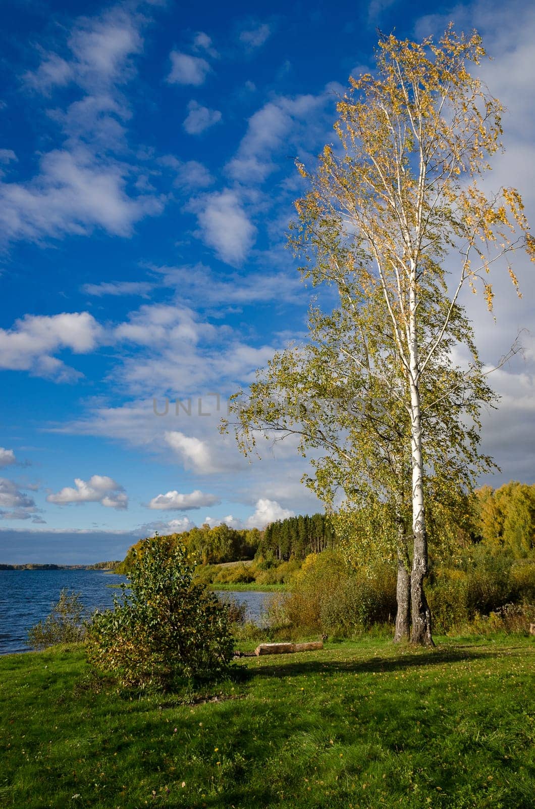 Golden autumn in the month of October in a beautiful forest