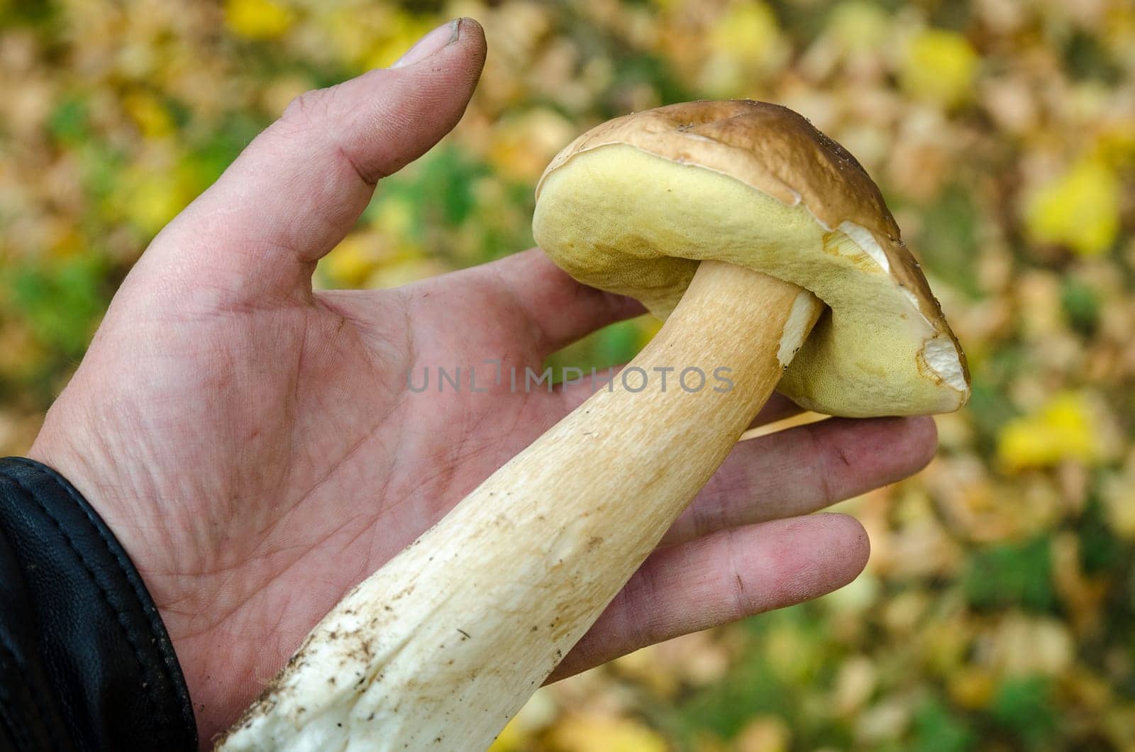 Golden autumn in the month of October in a beautiful forest