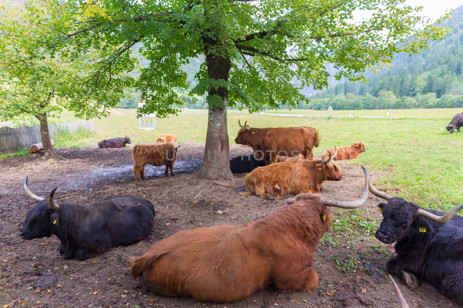 Heard of red haired Scottish highlander cows lying and resting in shade of tree.
