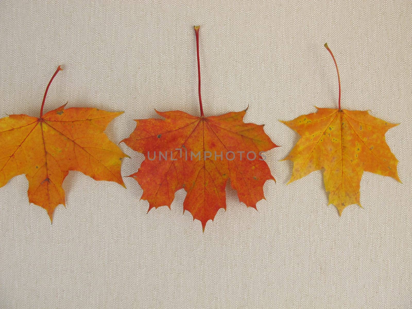 Colorful maple leaves in autumn