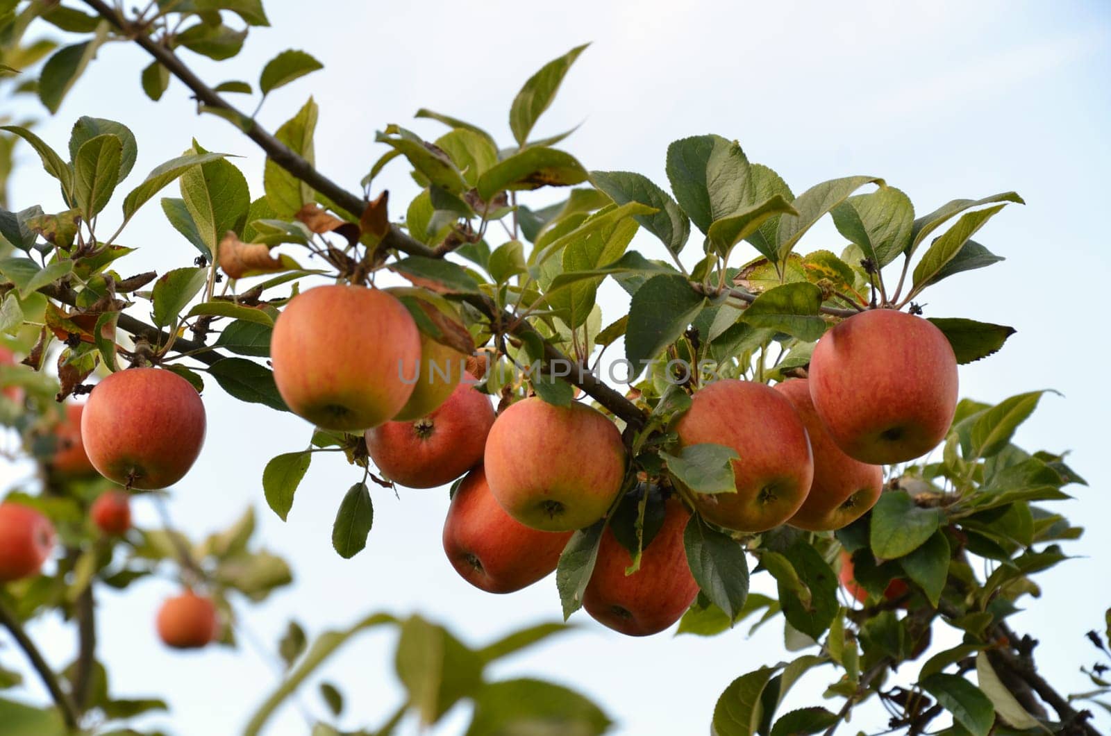 apple tree