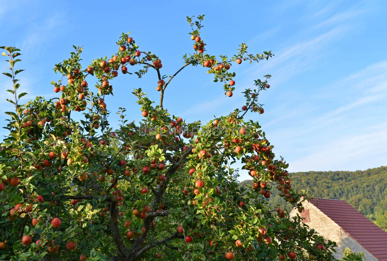apple tree