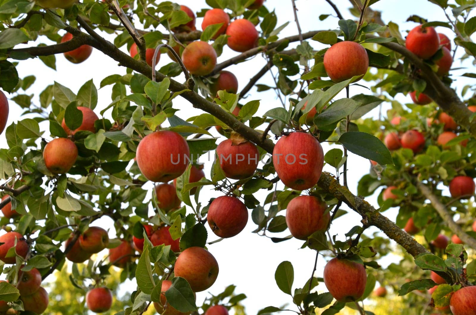 apple tree