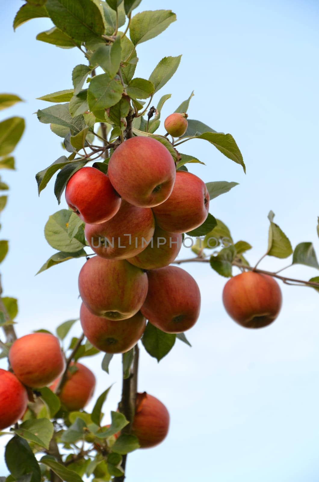 apple tree