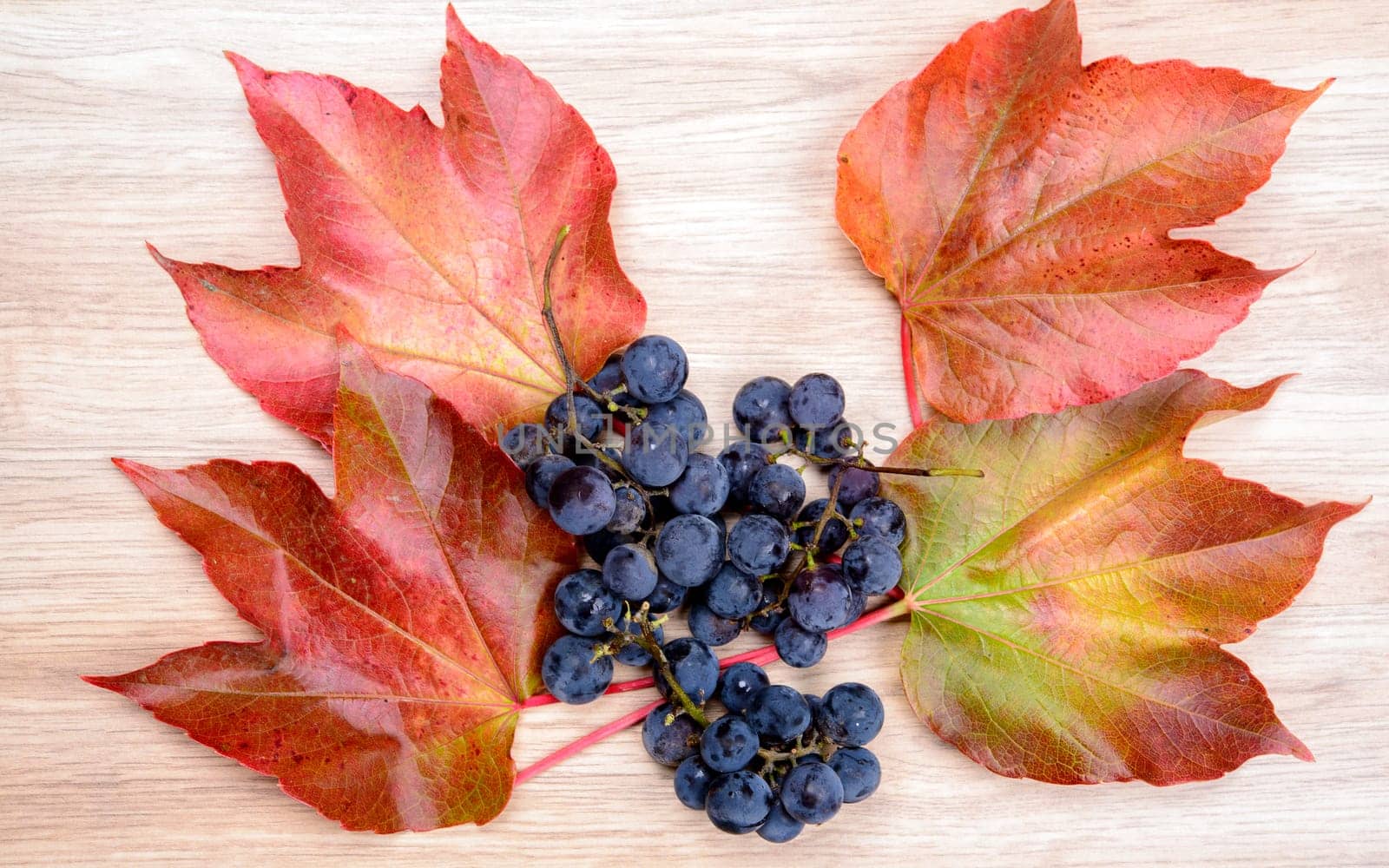autumn still life- grapes and wine leaves on wooden ground