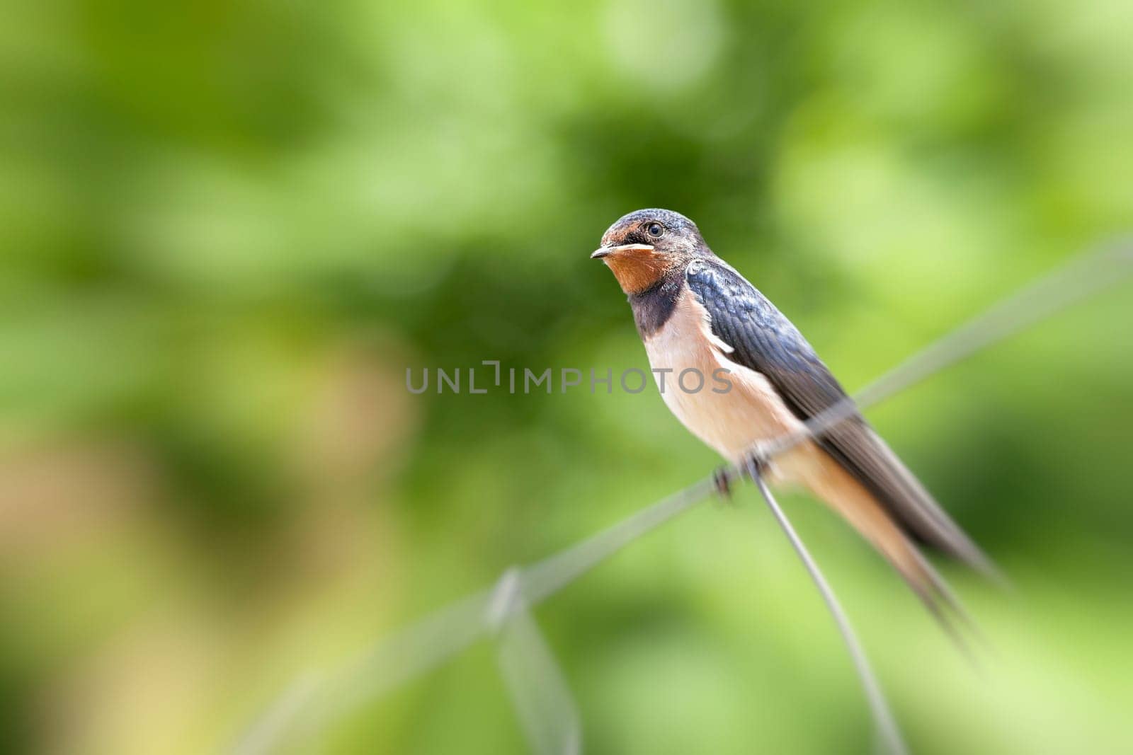 Smoky Swallow - Hirundo rustica - Young animal sitting on a fence with zoom effect