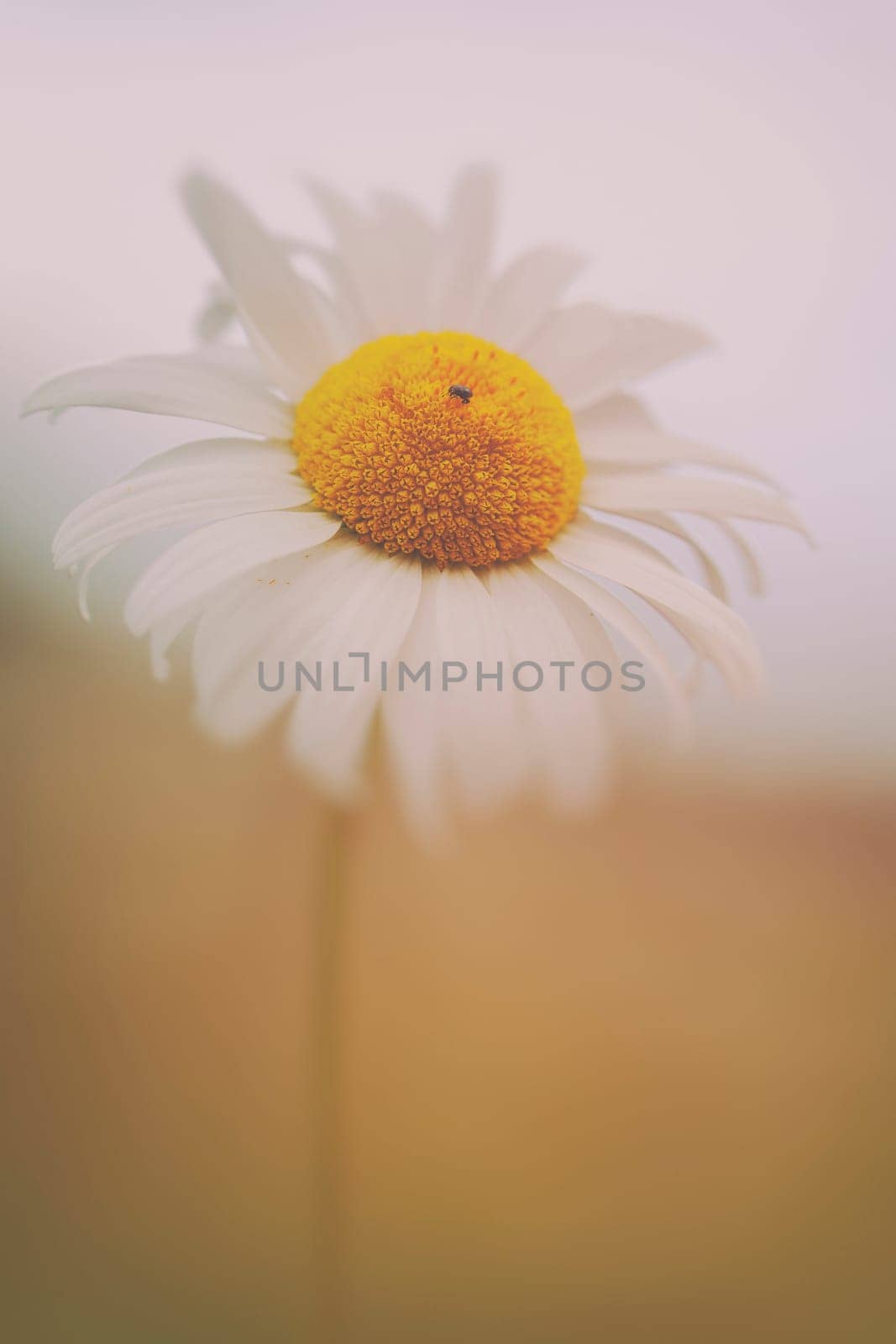 Marguerite - Leucanthemum in a macro image