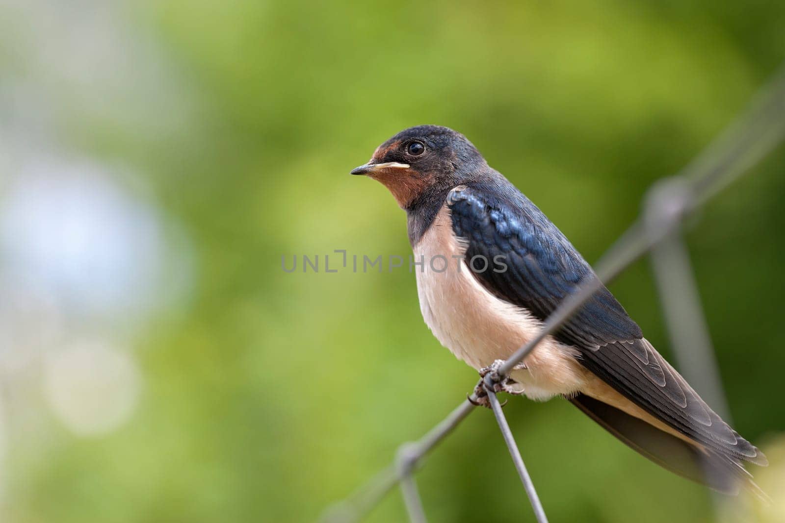 Smoky Swallow - Hirundo rustica - Young animal sitting on a fence