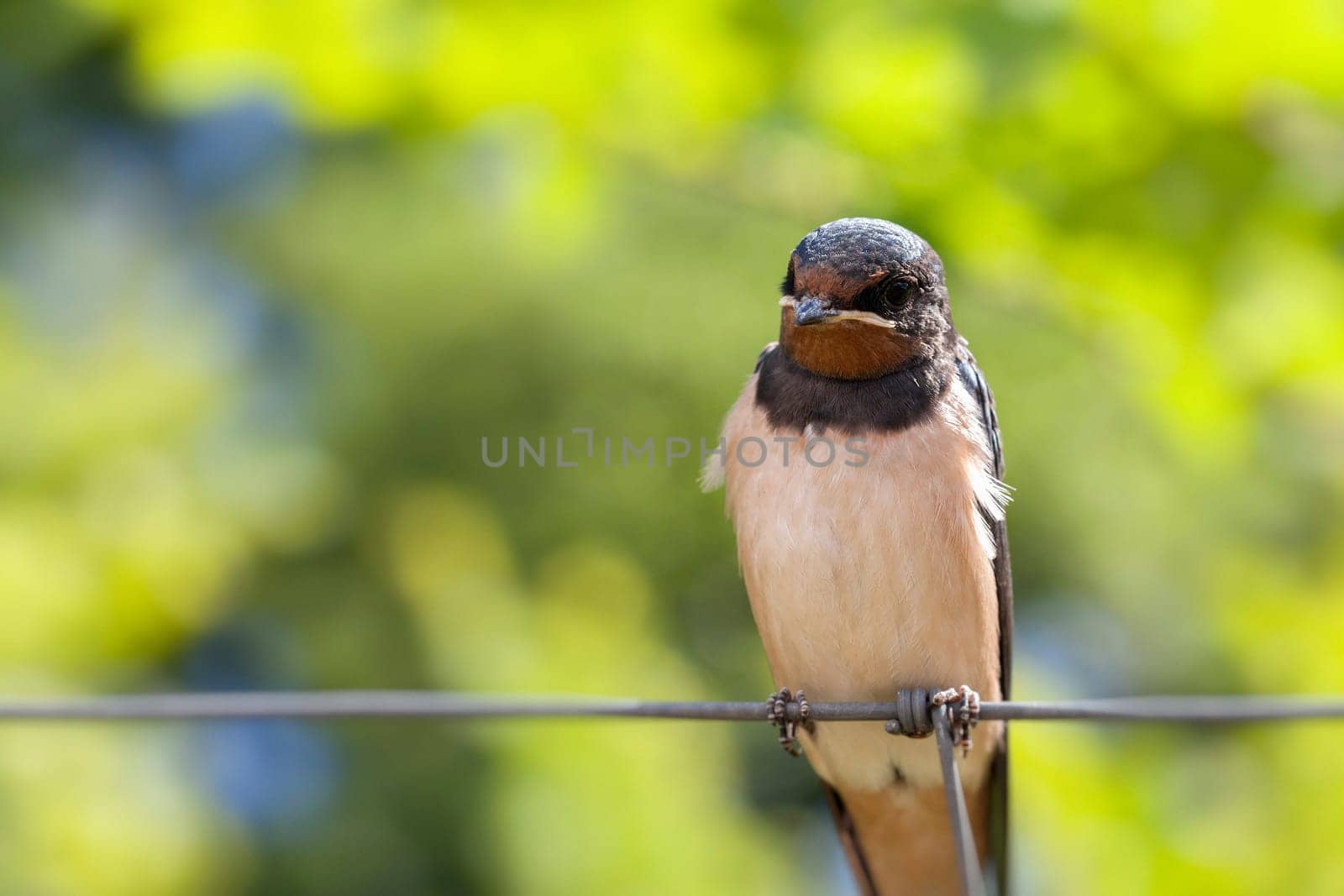Smoky Swallow - Hirundo rustica - Young animal sitting on a fence