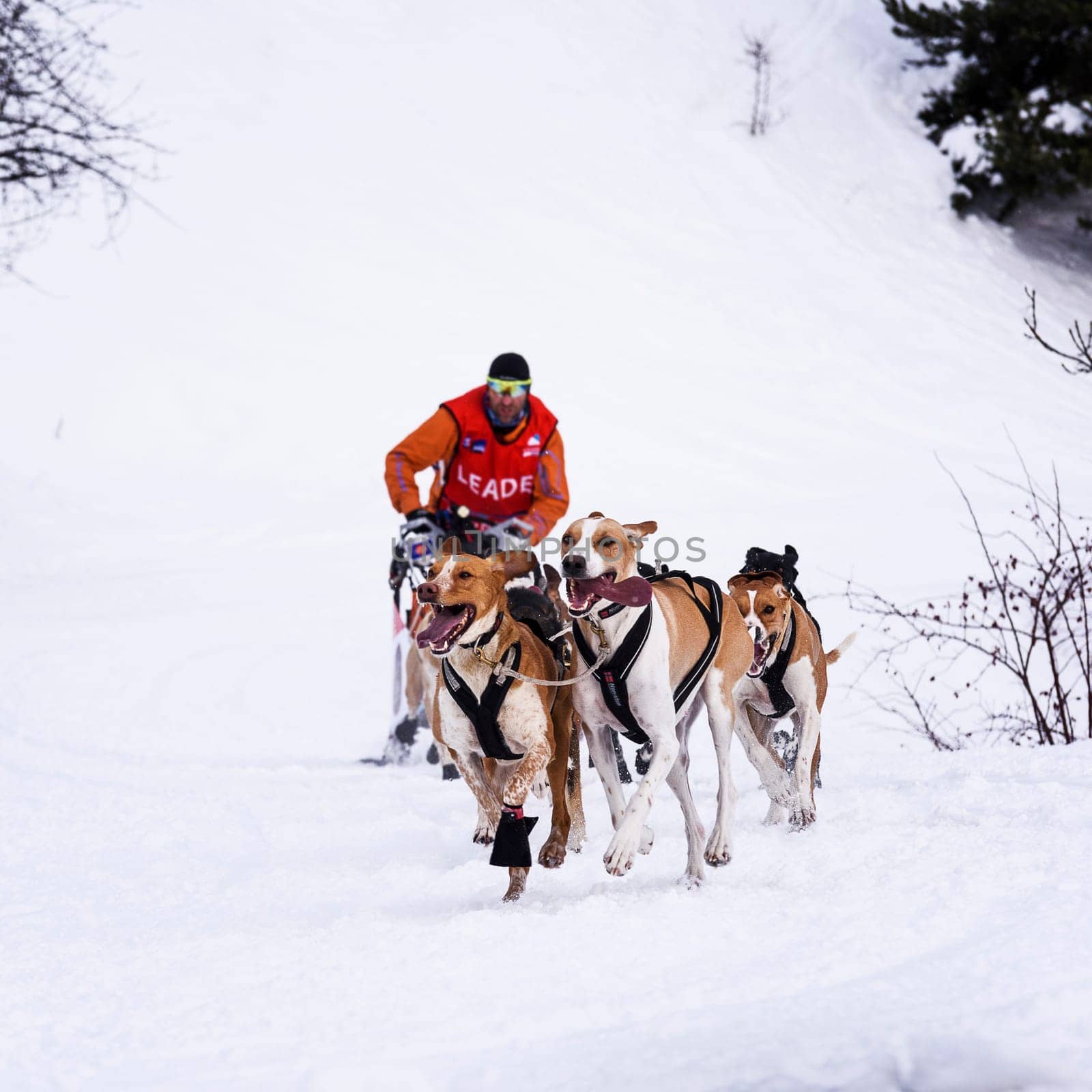 SARDIERES VANOISE, FRANCE - JANUARY 20 2016 - the GRANDE ODYSSEE the hardest mushers race in savoie Mont-Blanc, Remy COSTE, French musher, Vanoise, Alps