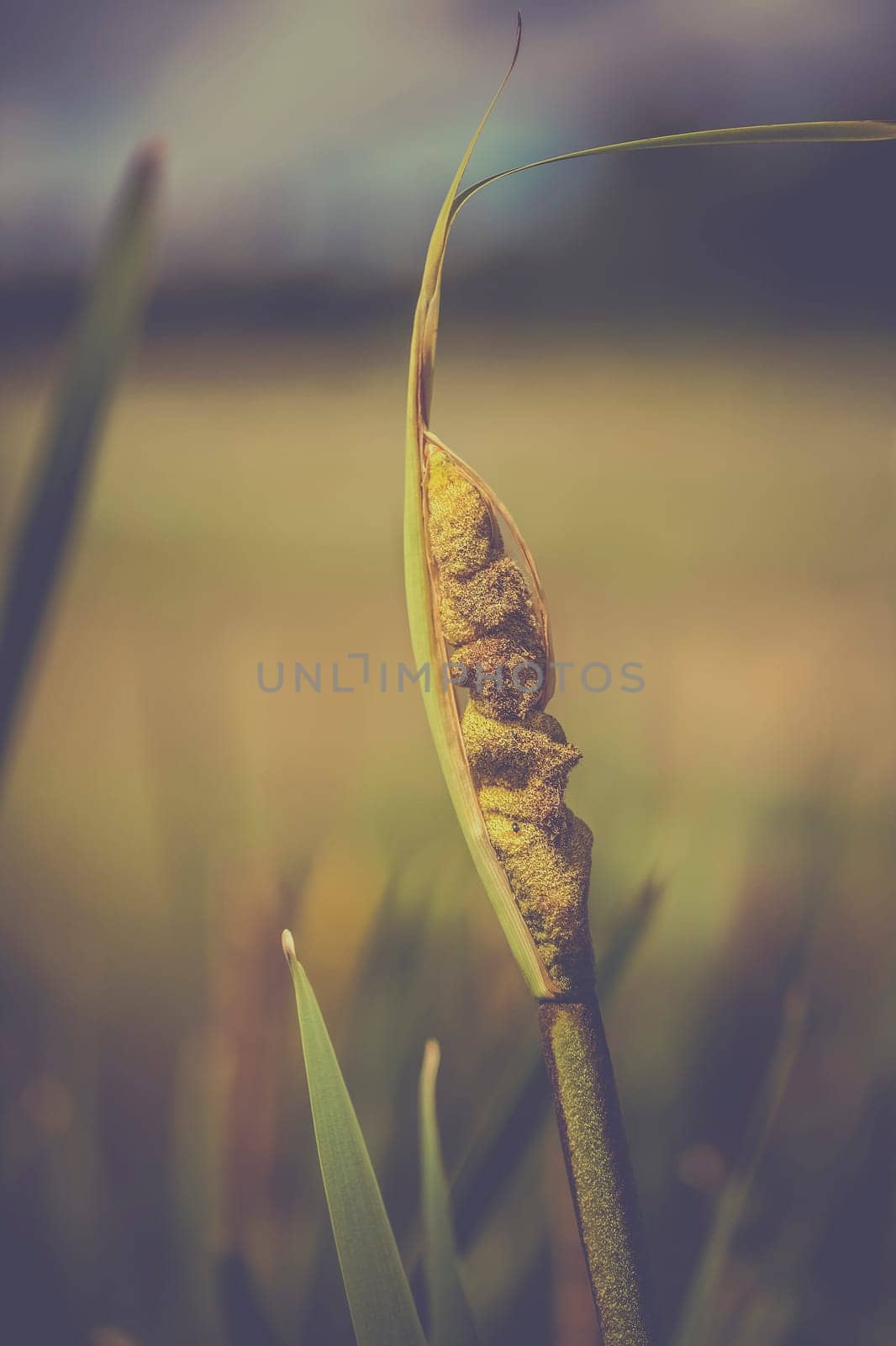 Tube pistons - Typha in a detail shot - digitally processed